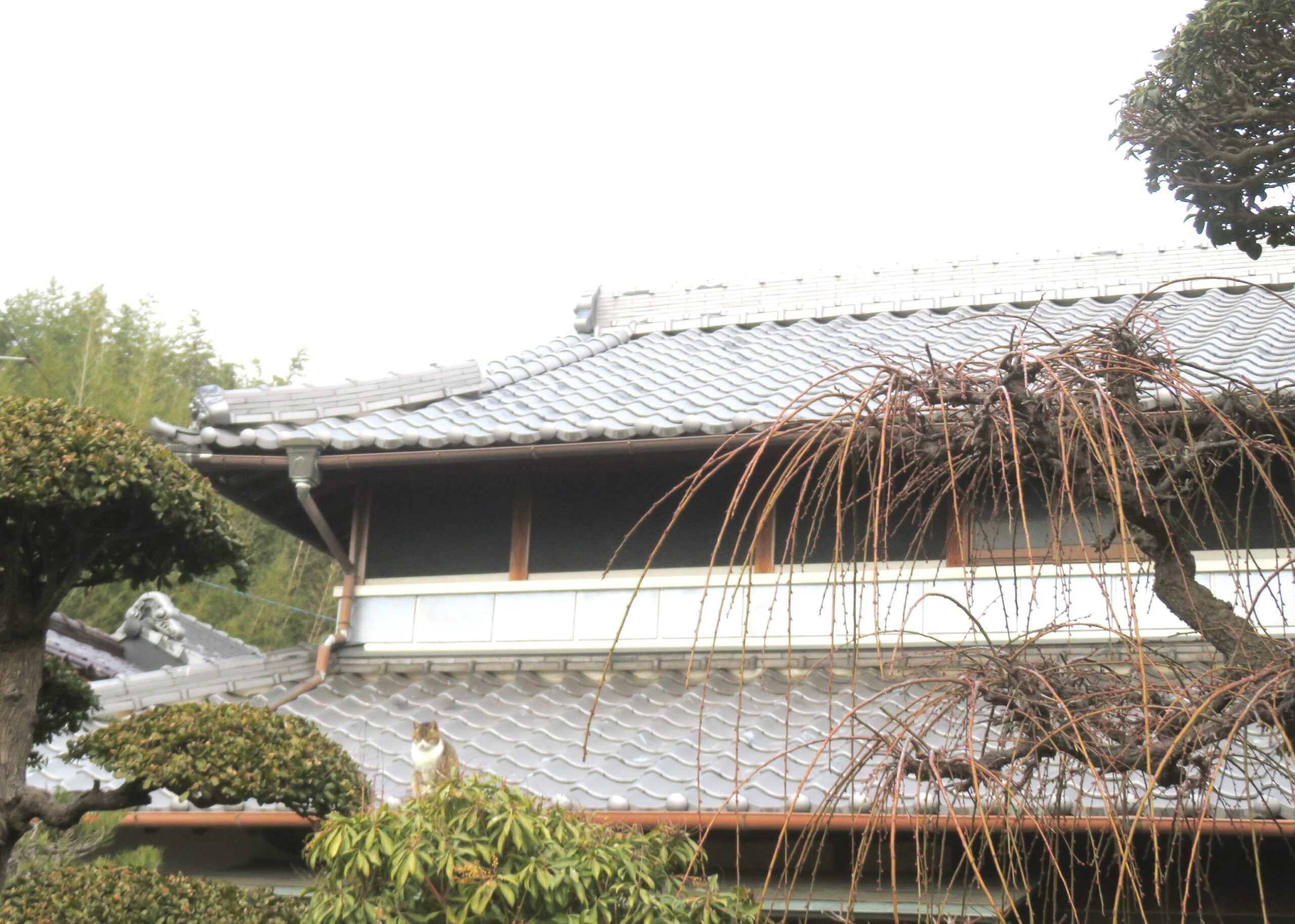 ねこ、風太 巡回