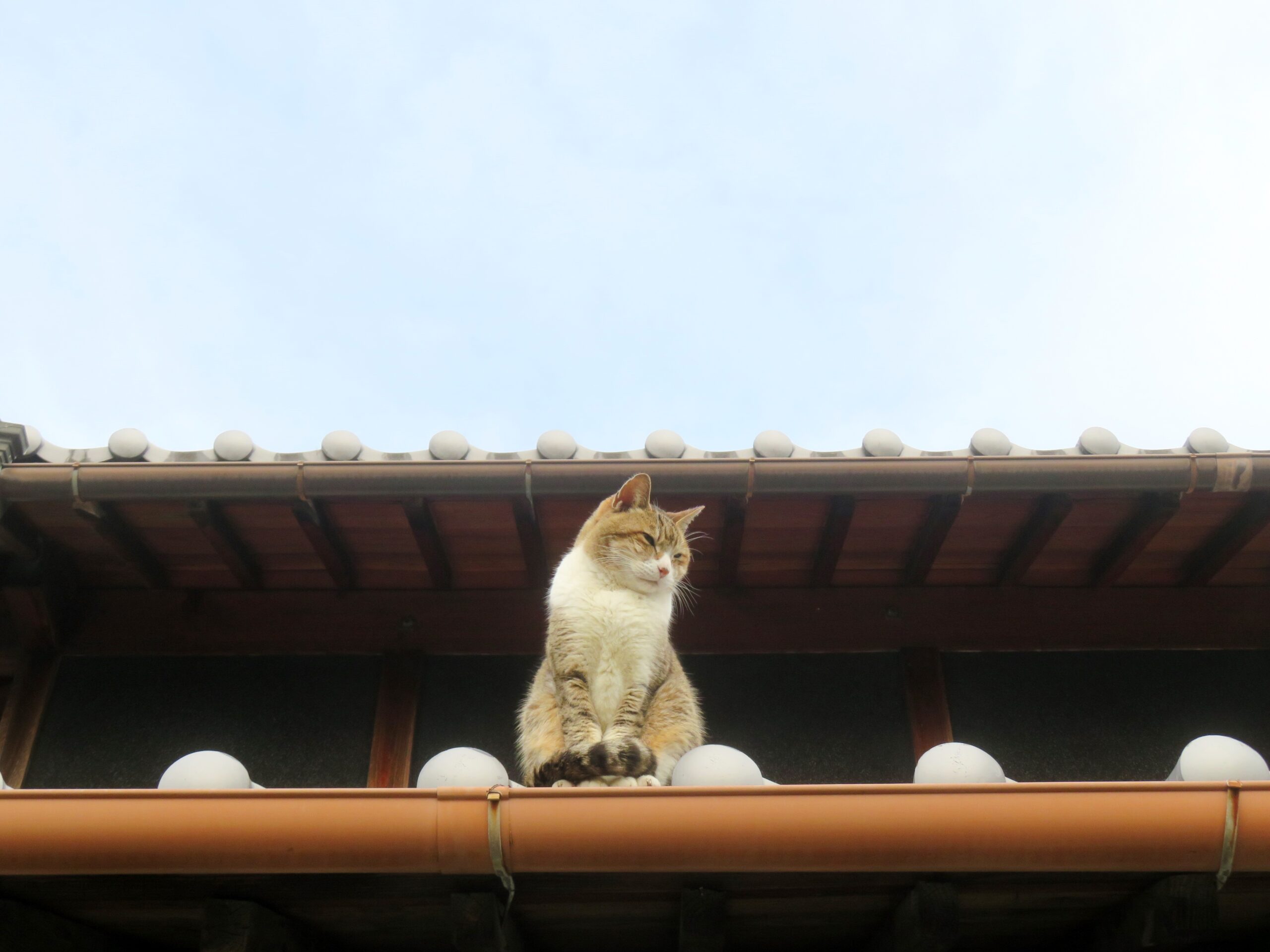 ねこ、風太 巡回