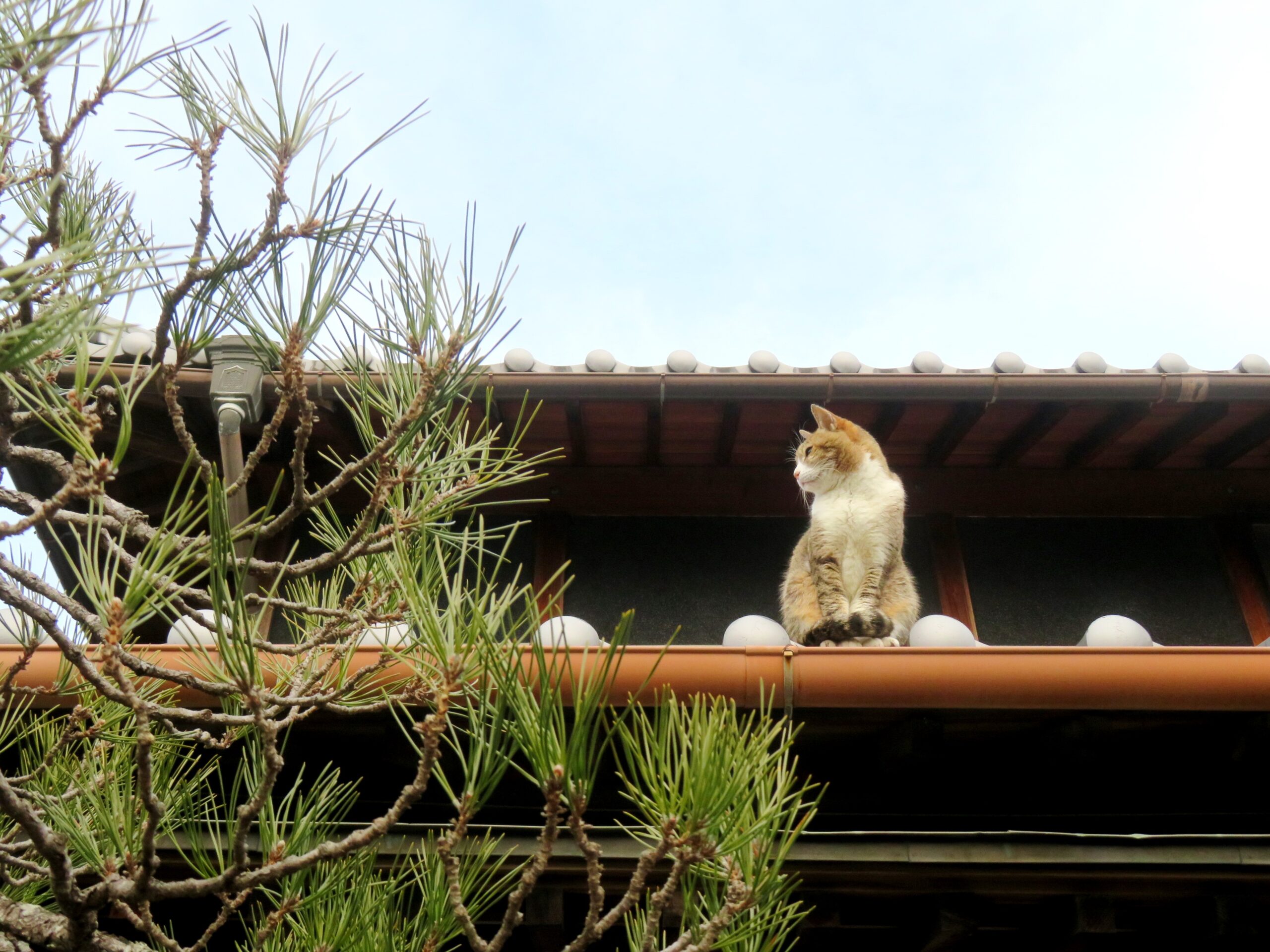 ねこ、風太 巡回