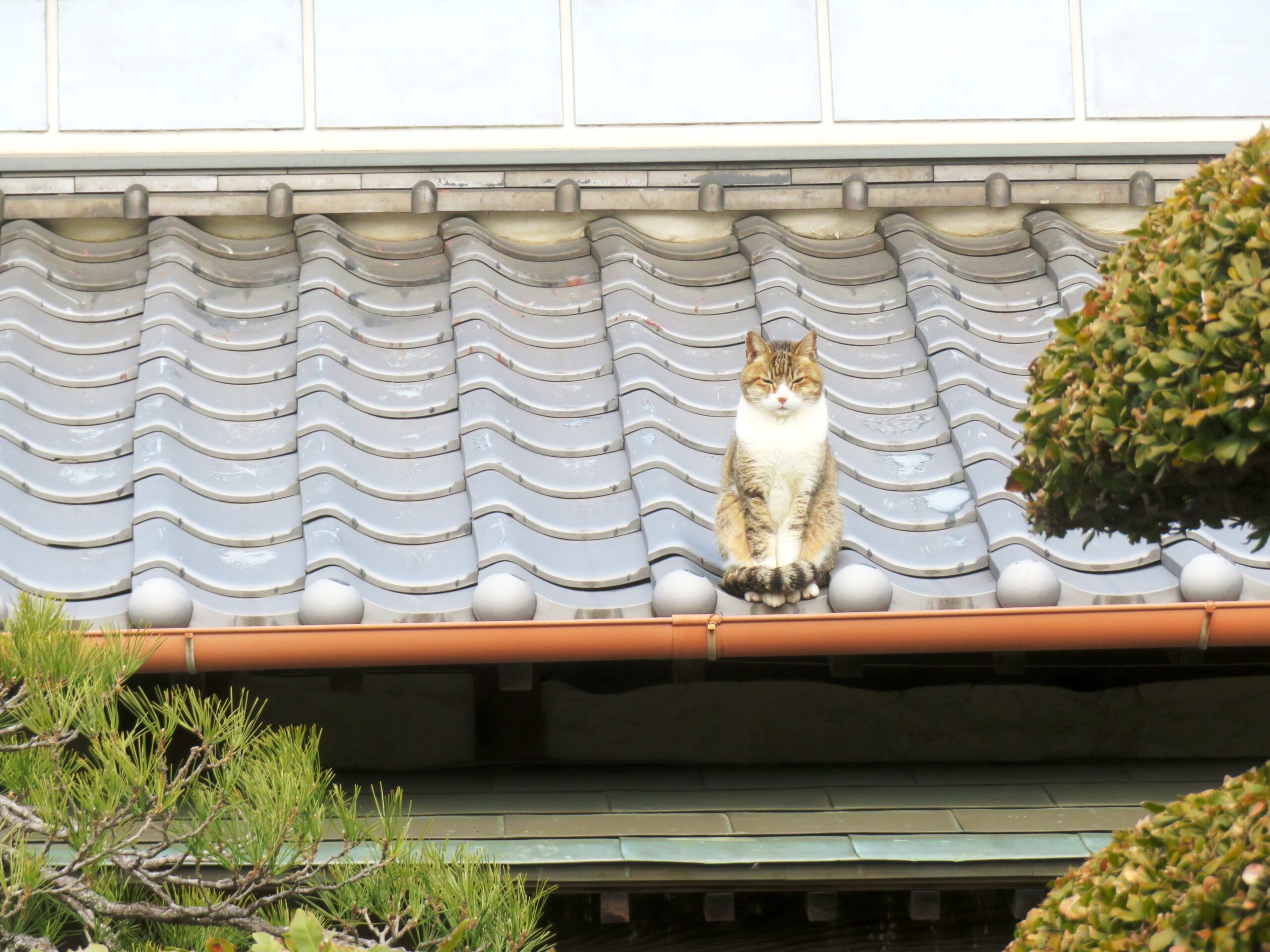ねこ、風太 巡回