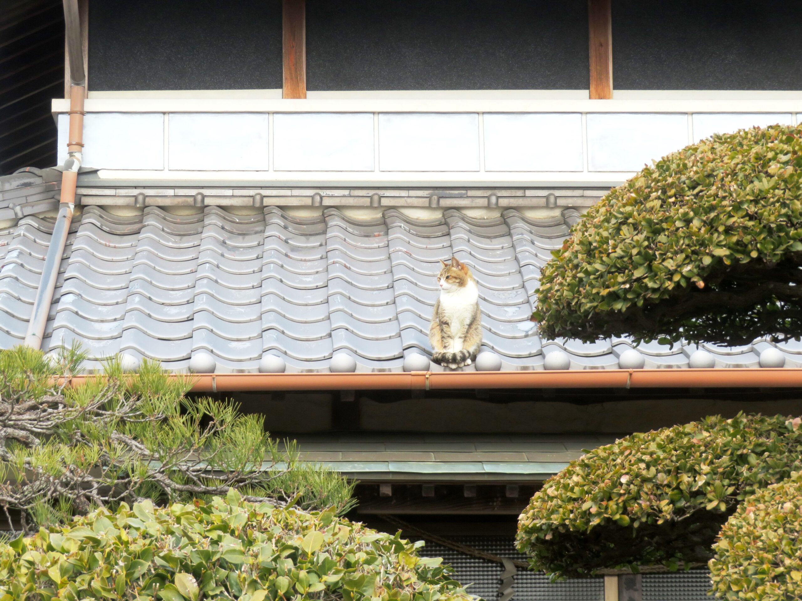 ねこ、風太 巡回