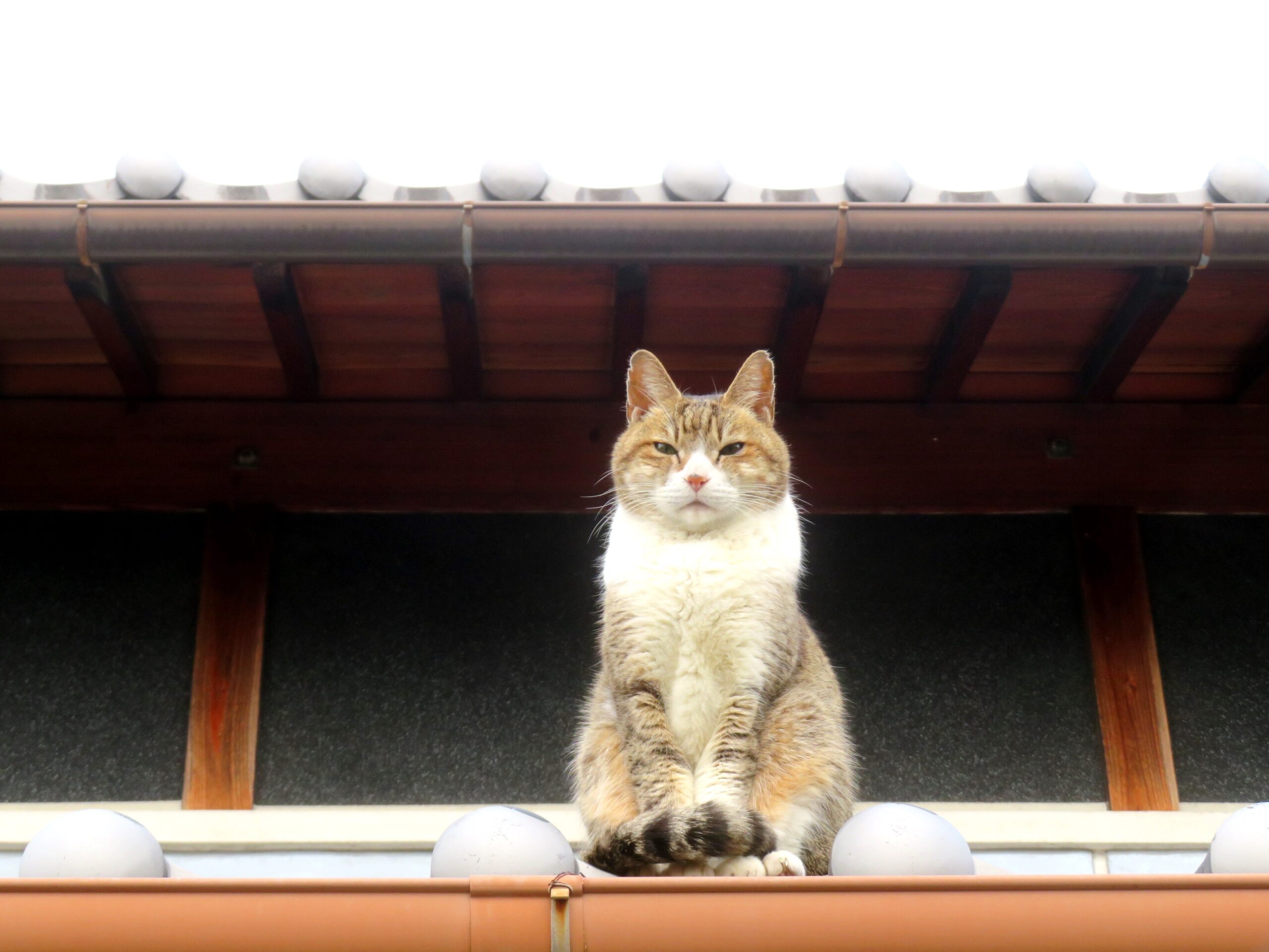 ねこ、風太 巡回