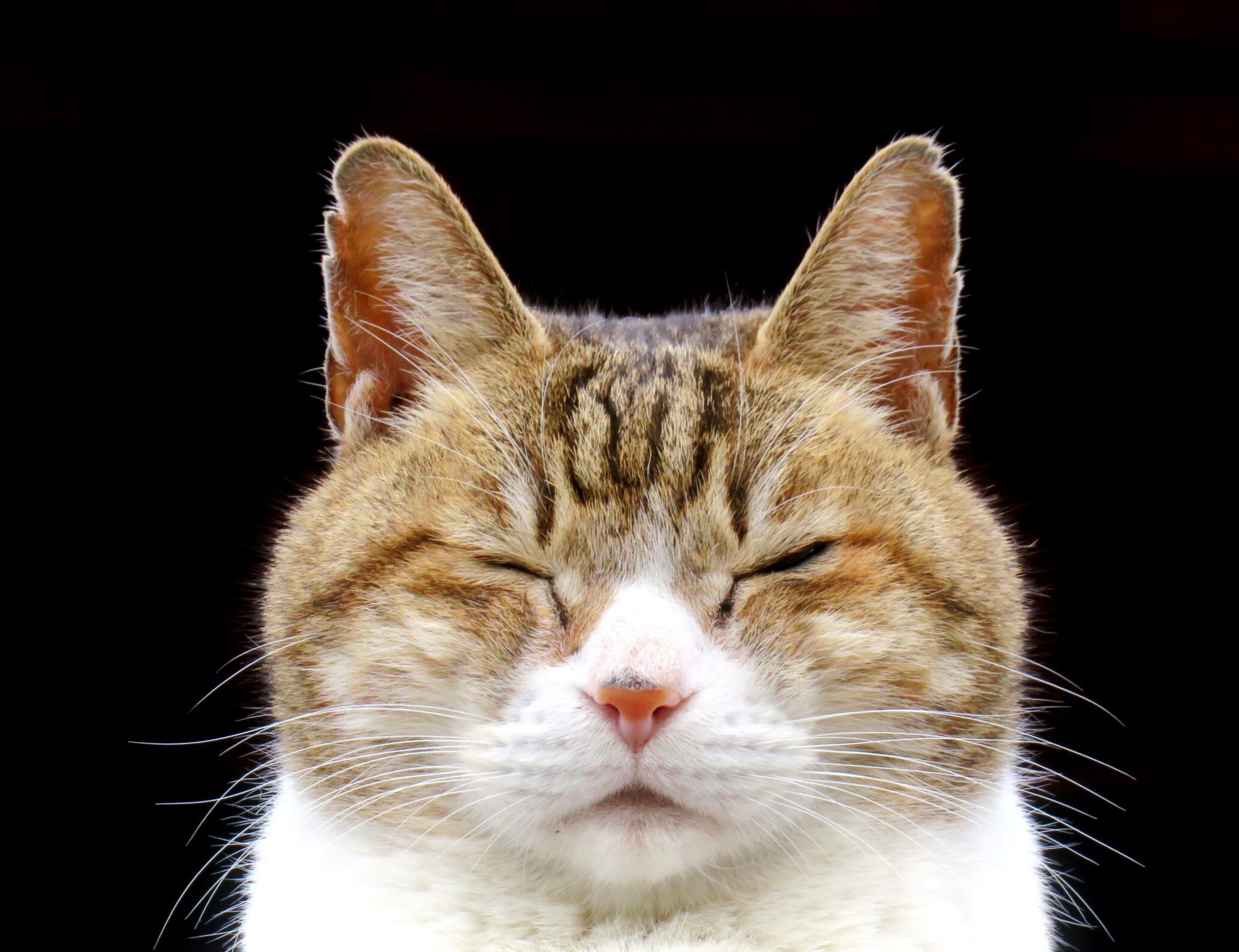 ねこ、風太 巡回