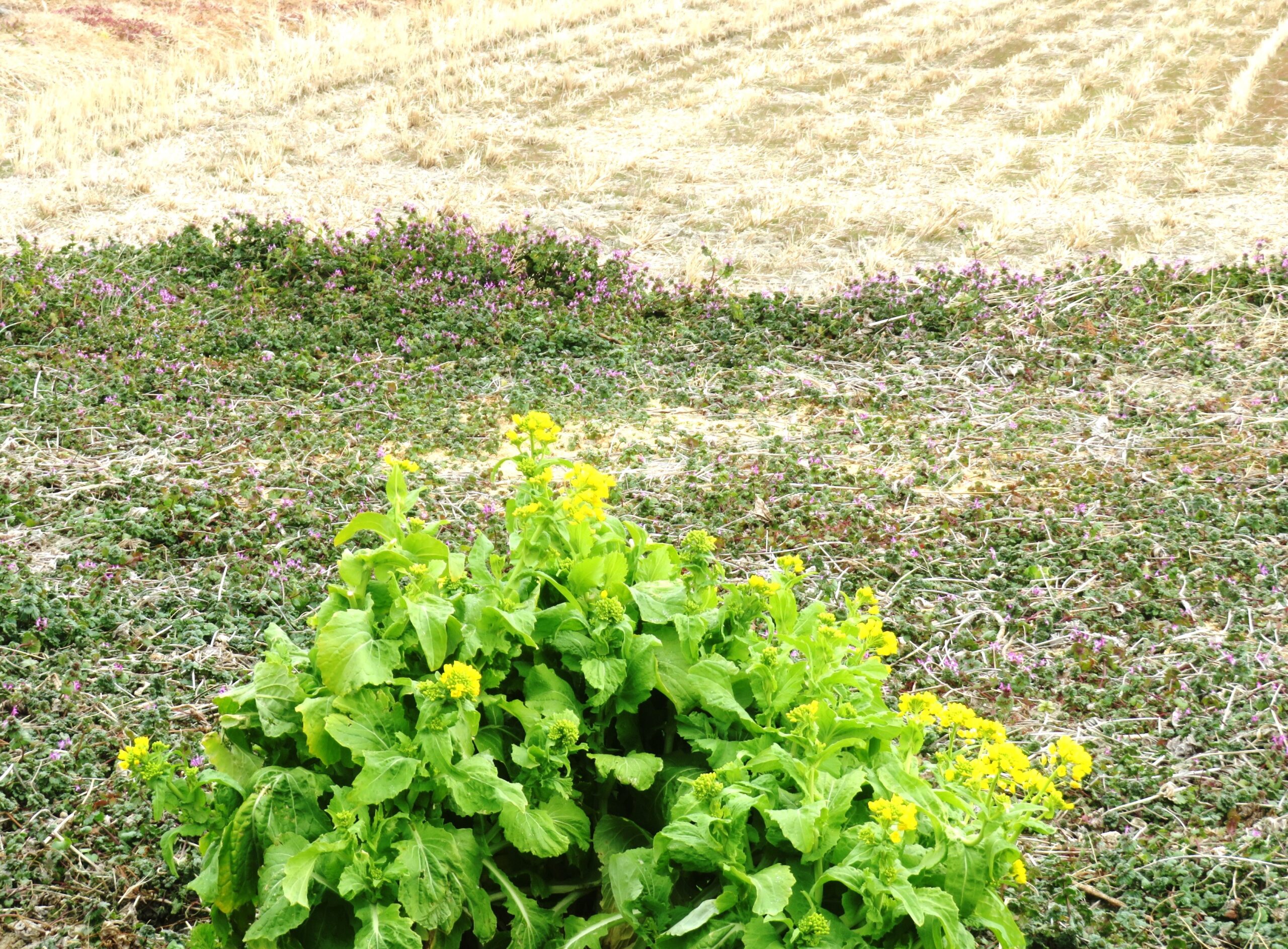 2月の菜の花