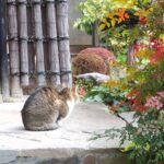 ねこ、風太　巡回