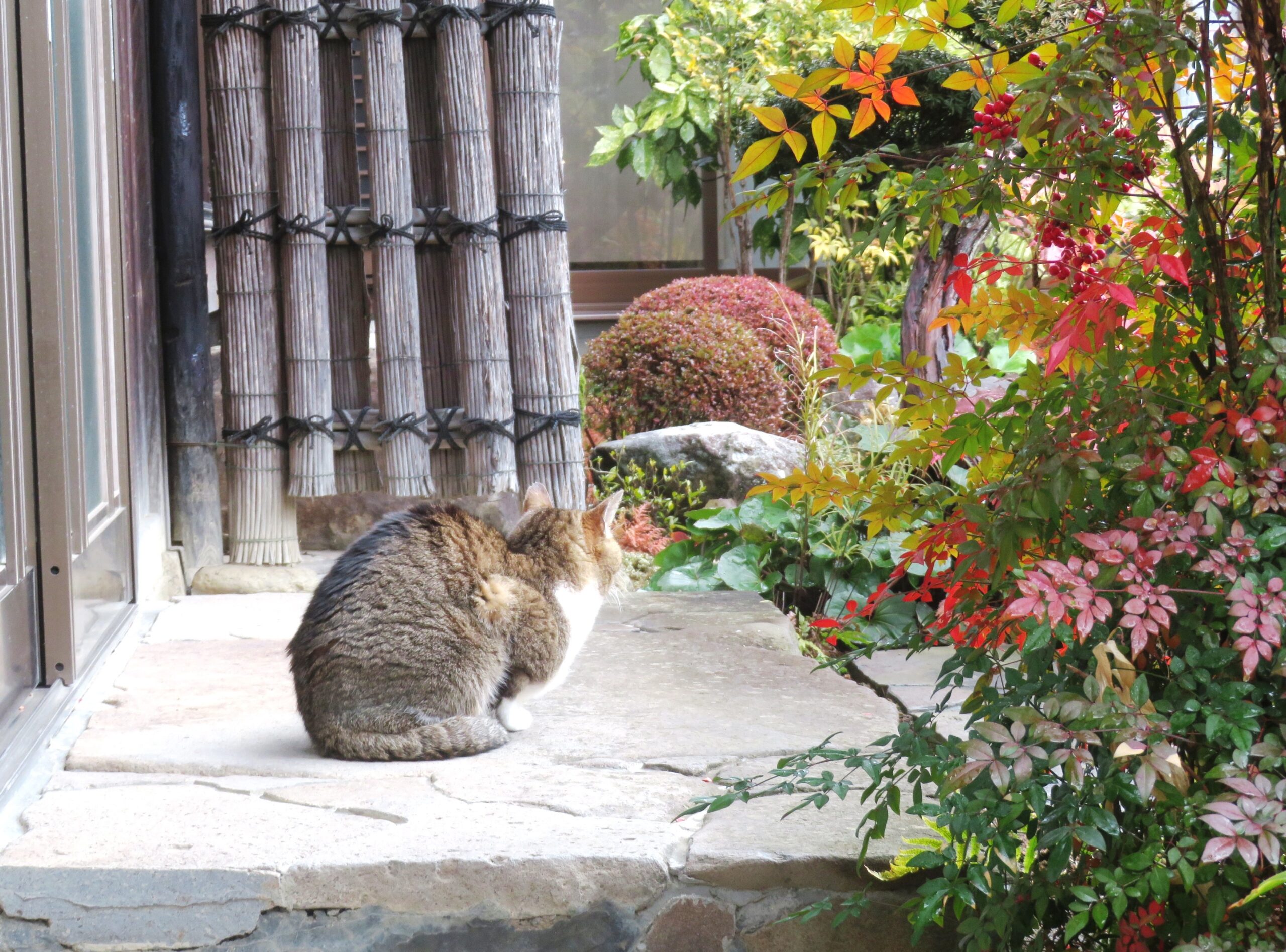ねこ、風太 巡回