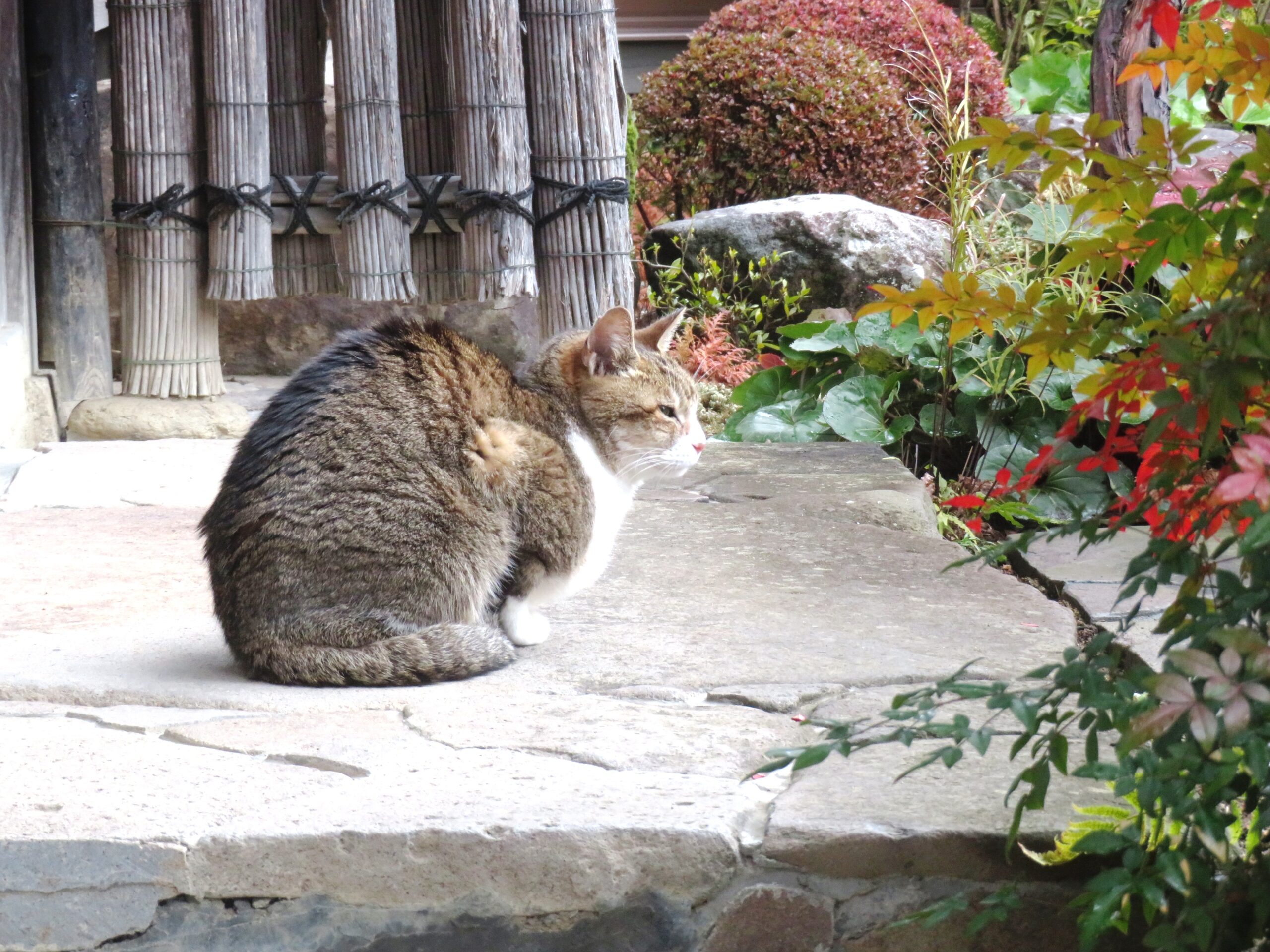 ねこ、風太 巡回