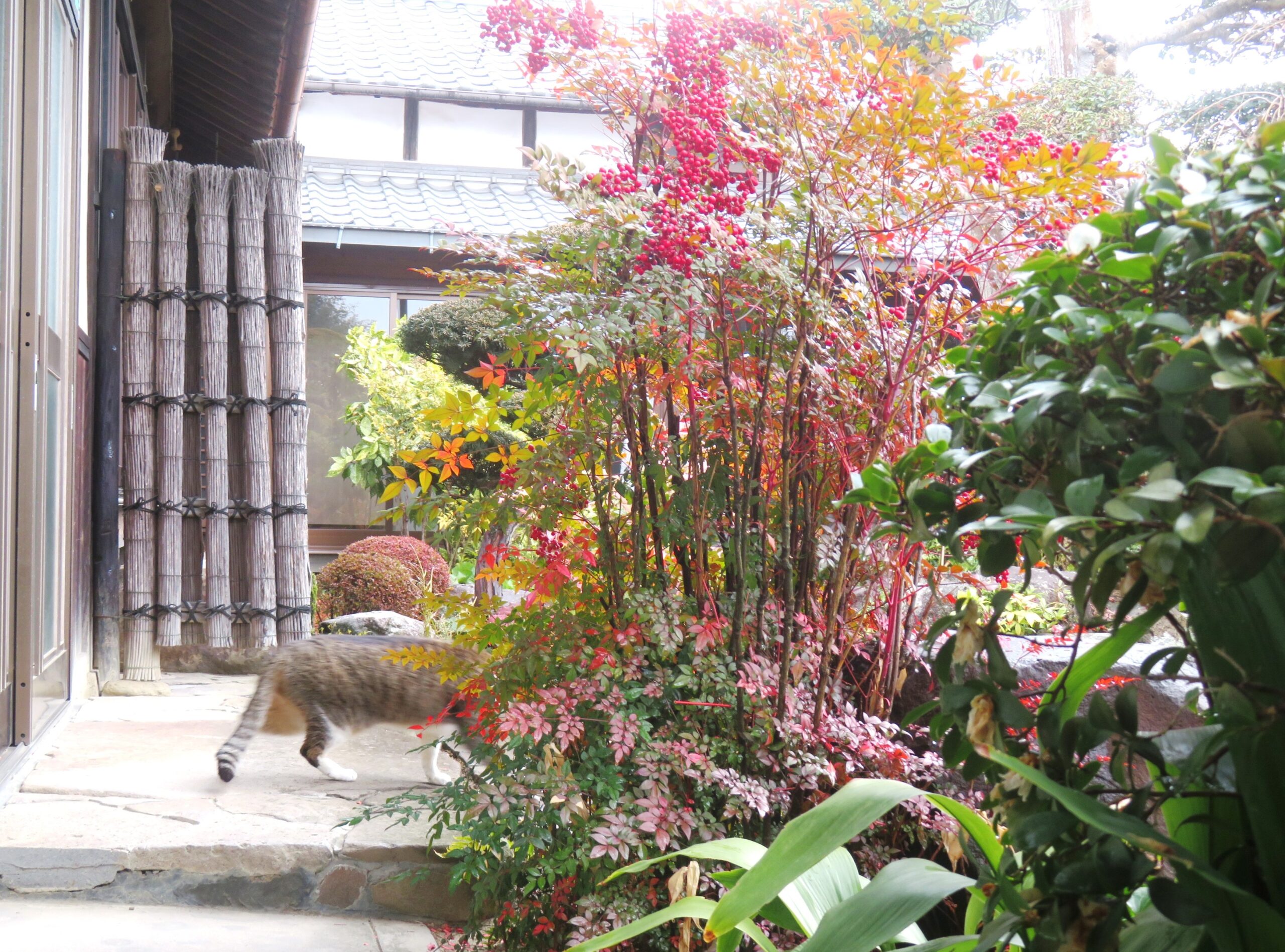 ねこ、風太 巡回