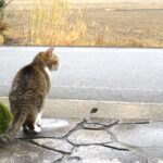 ねこ、風太　巡回