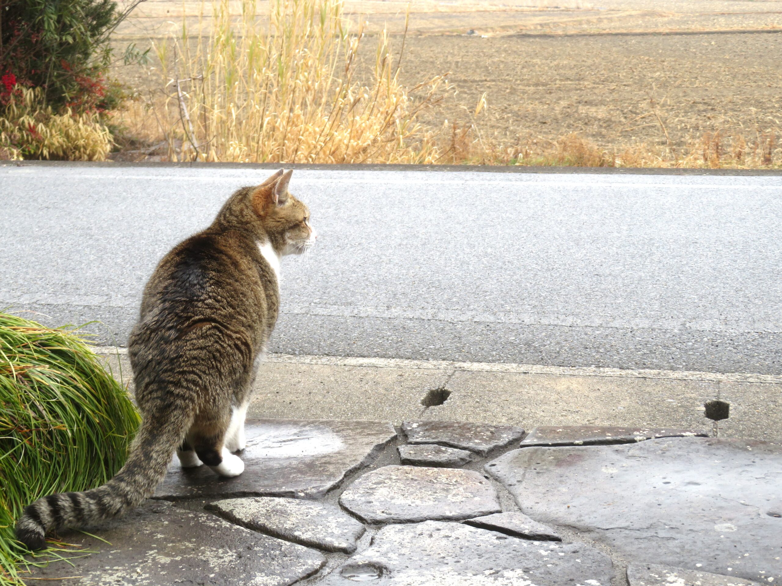 ねこ、風太 巡回