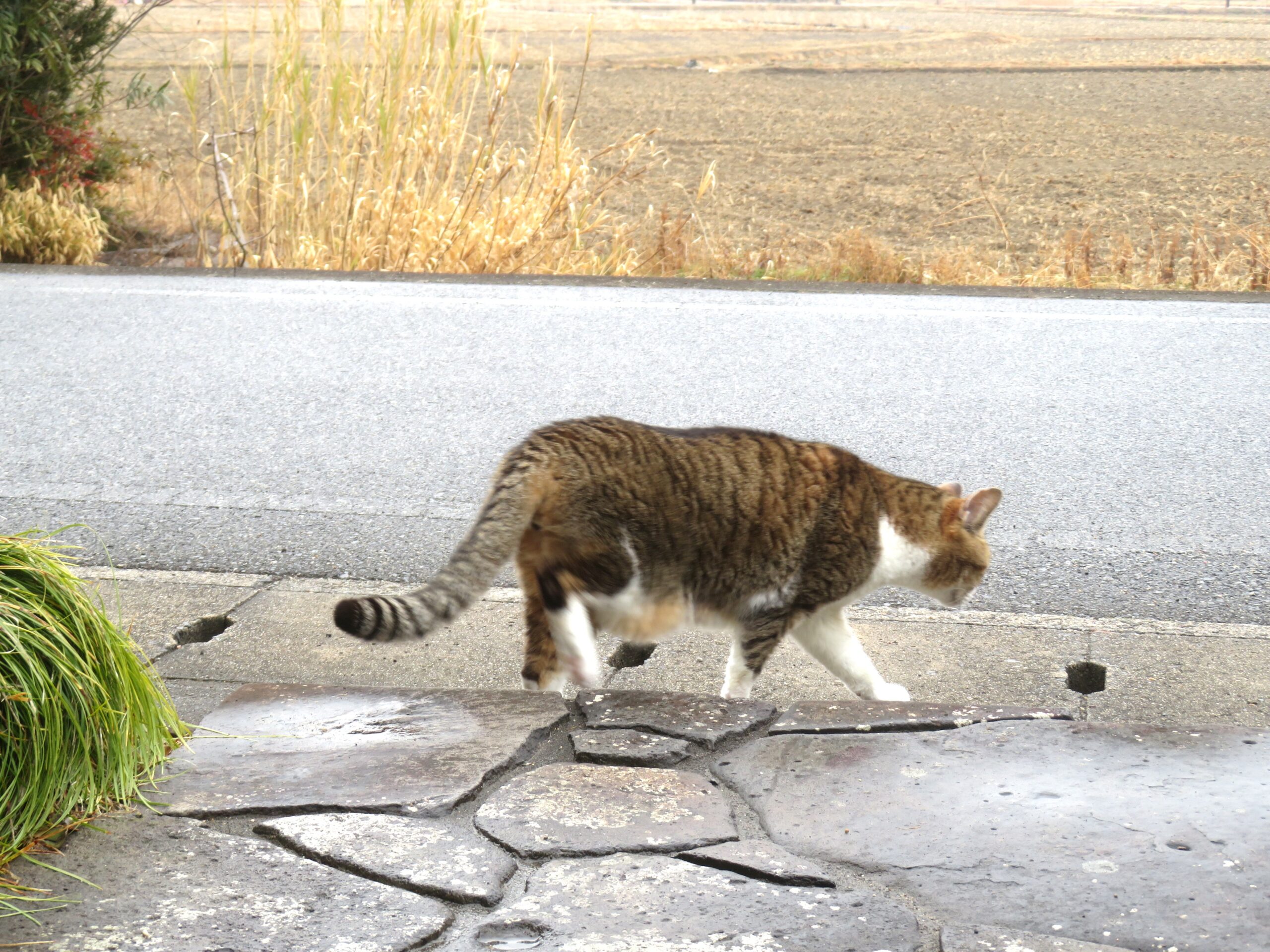 ねこ、風太 巡回