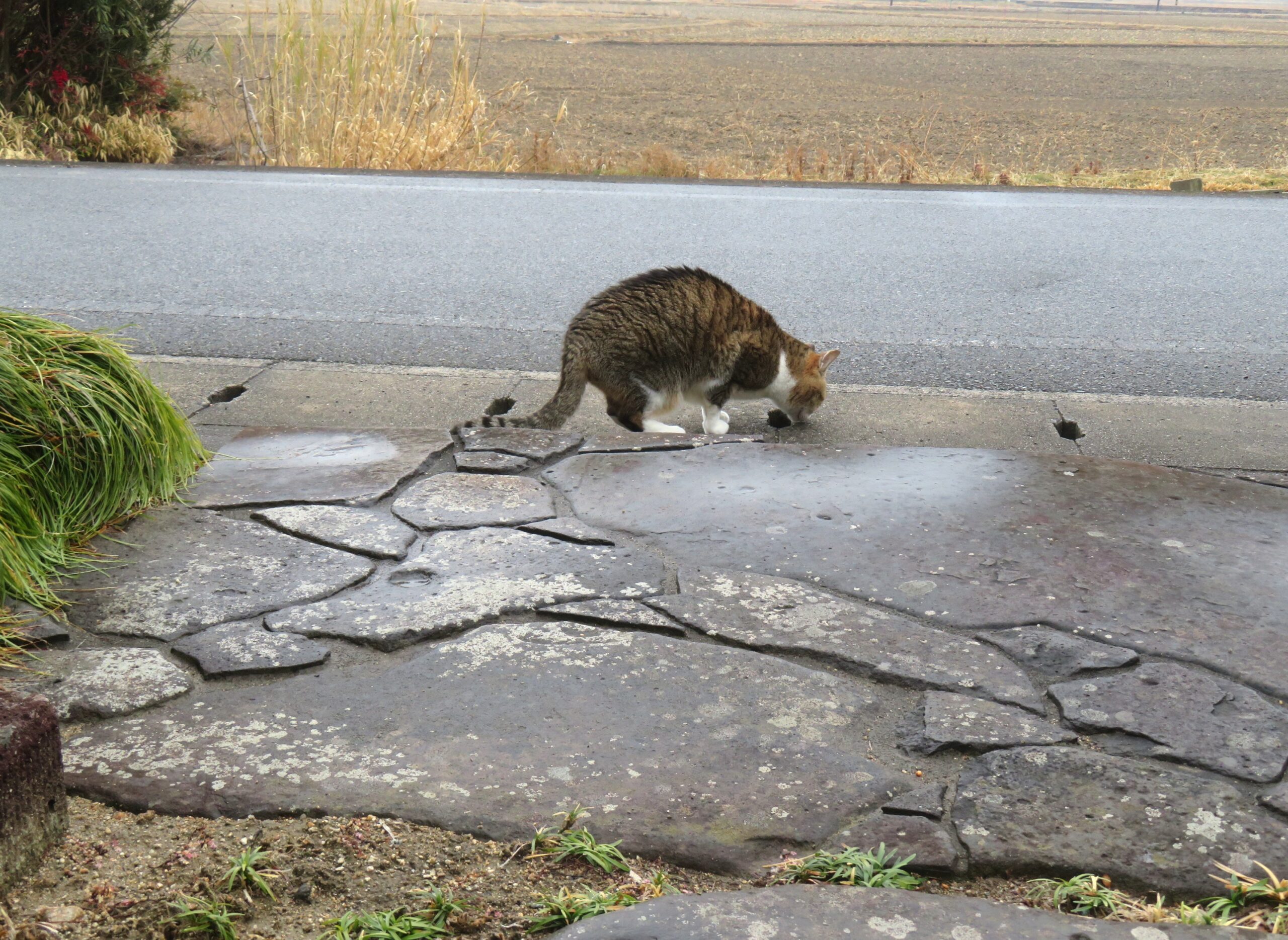 ねこ、風太 巡回