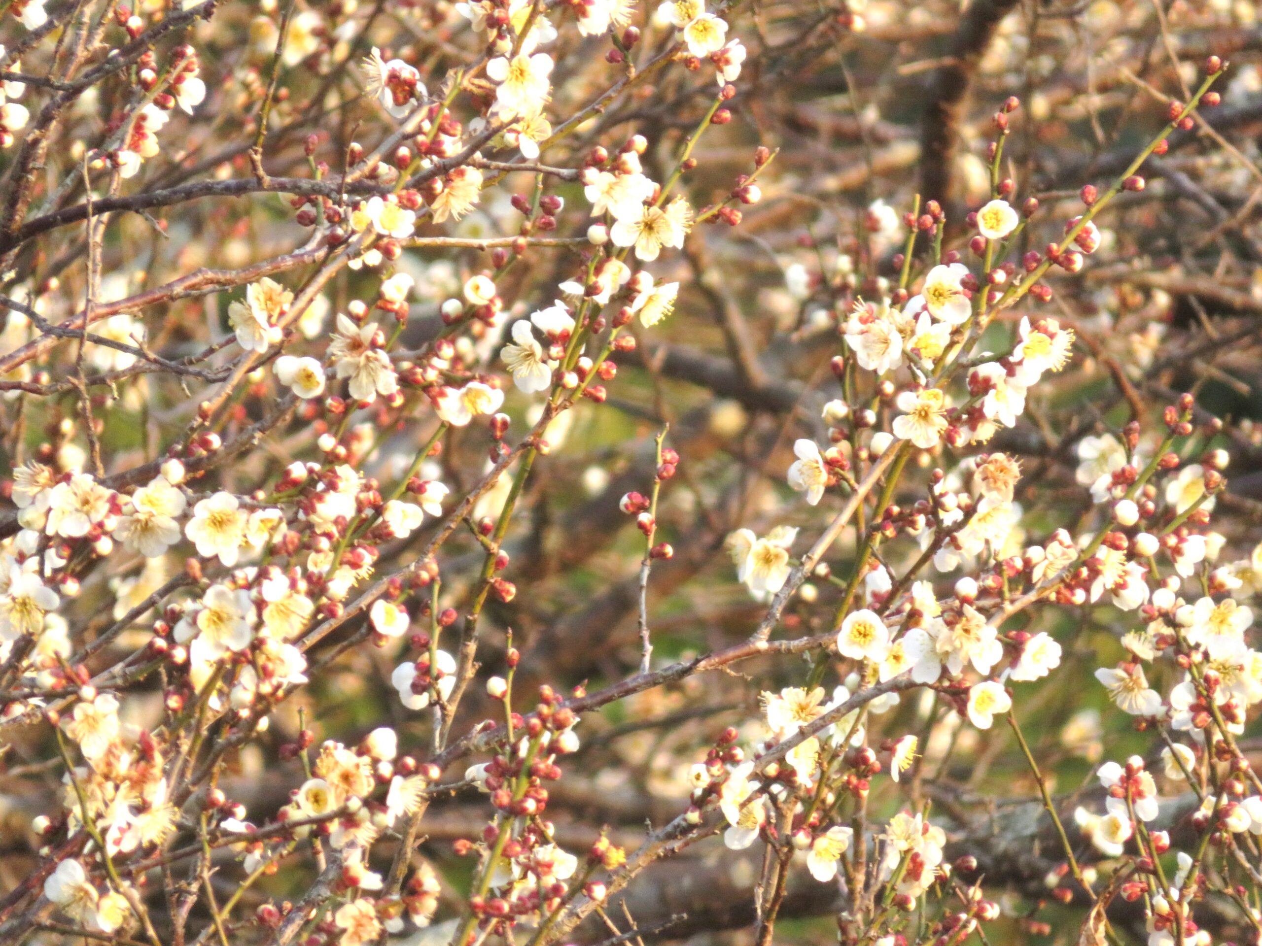 夕刻の白梅