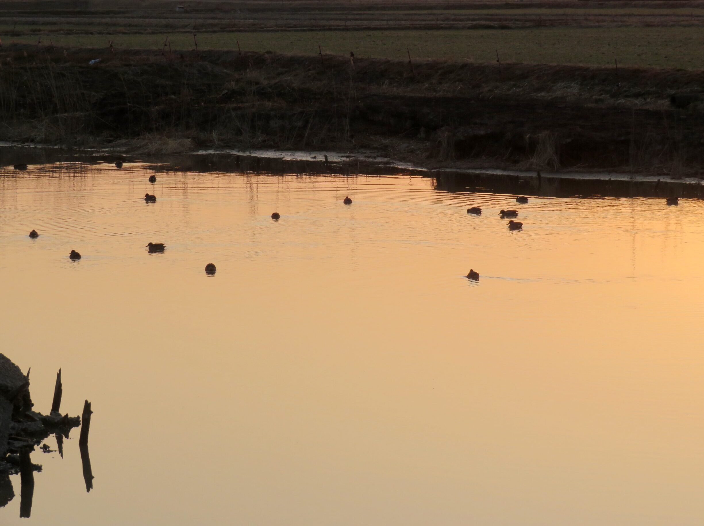2月の水辺　夕景
