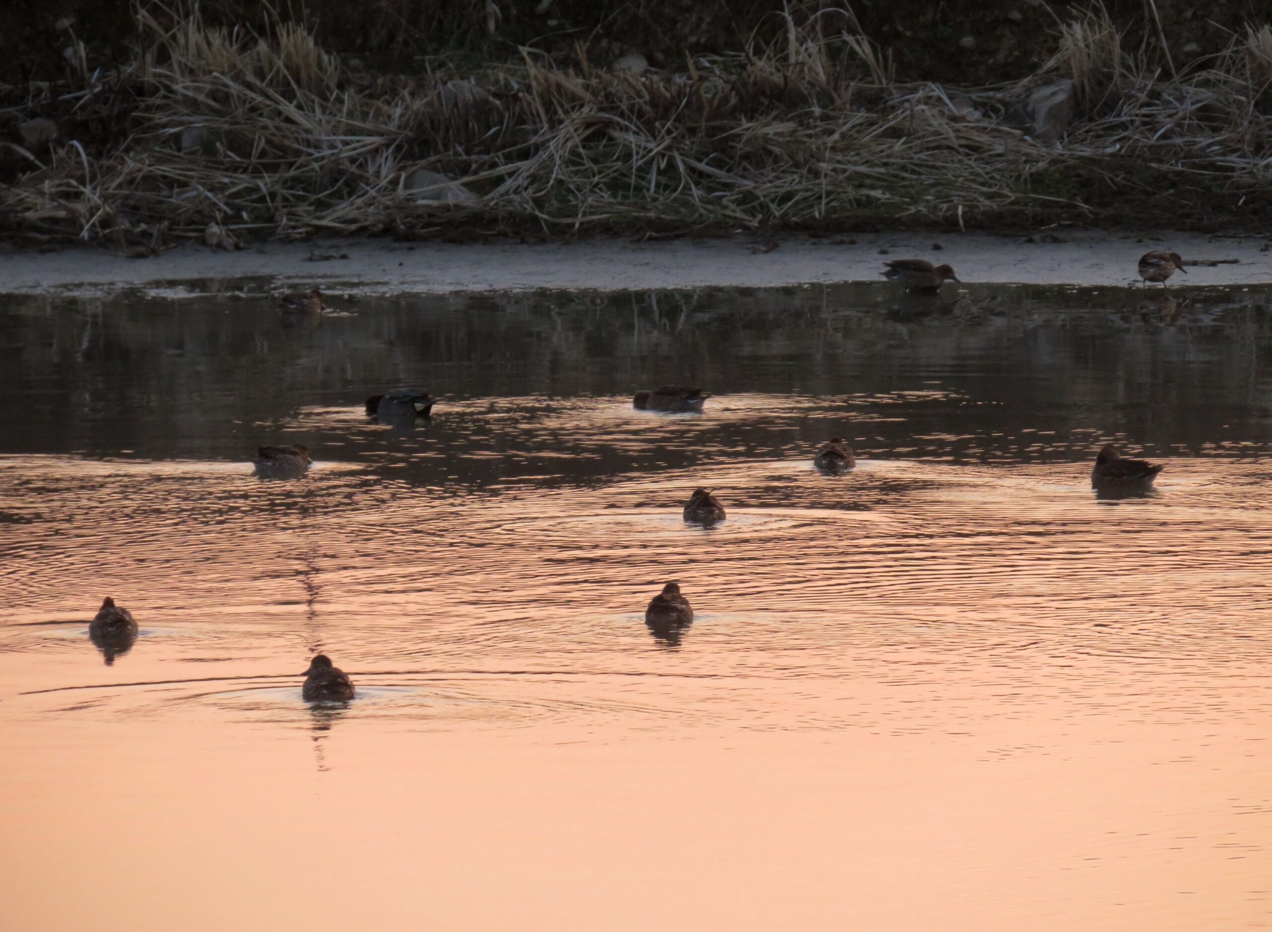 2月の水辺　夕景