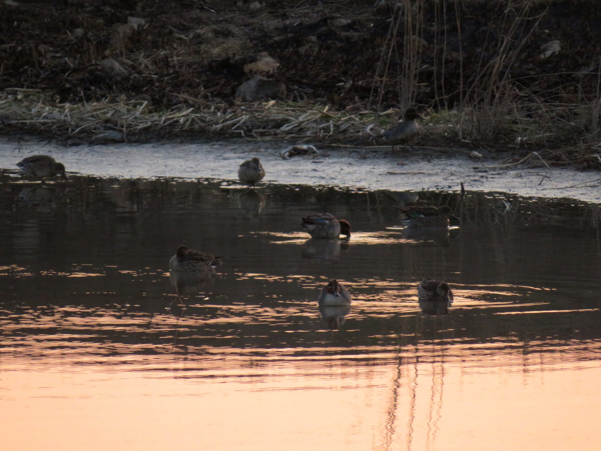 2月の水辺　夕景