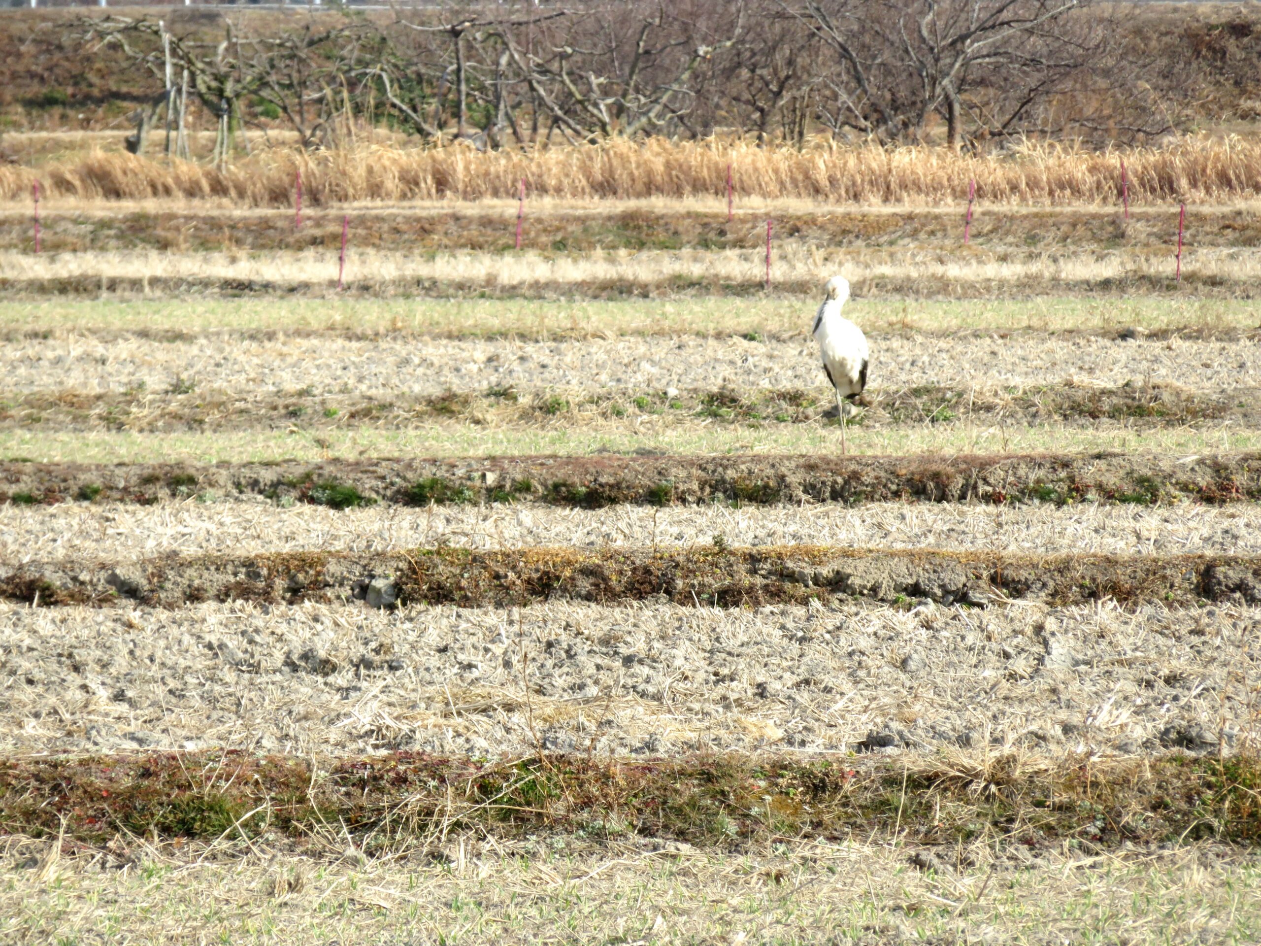 コウノトリ（鸛）