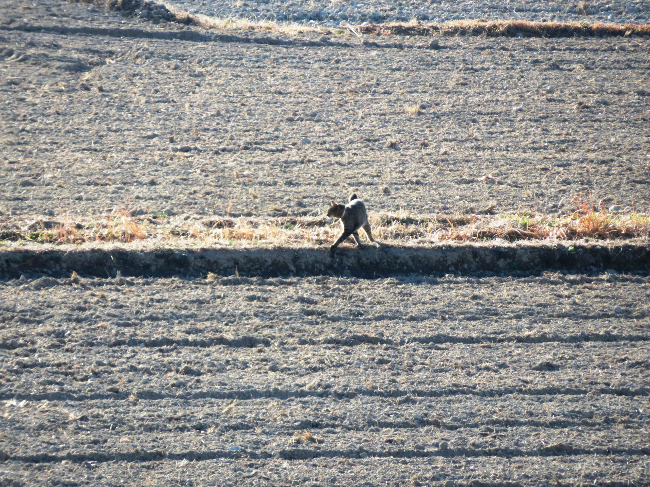 2月の田んぼと他所の猫