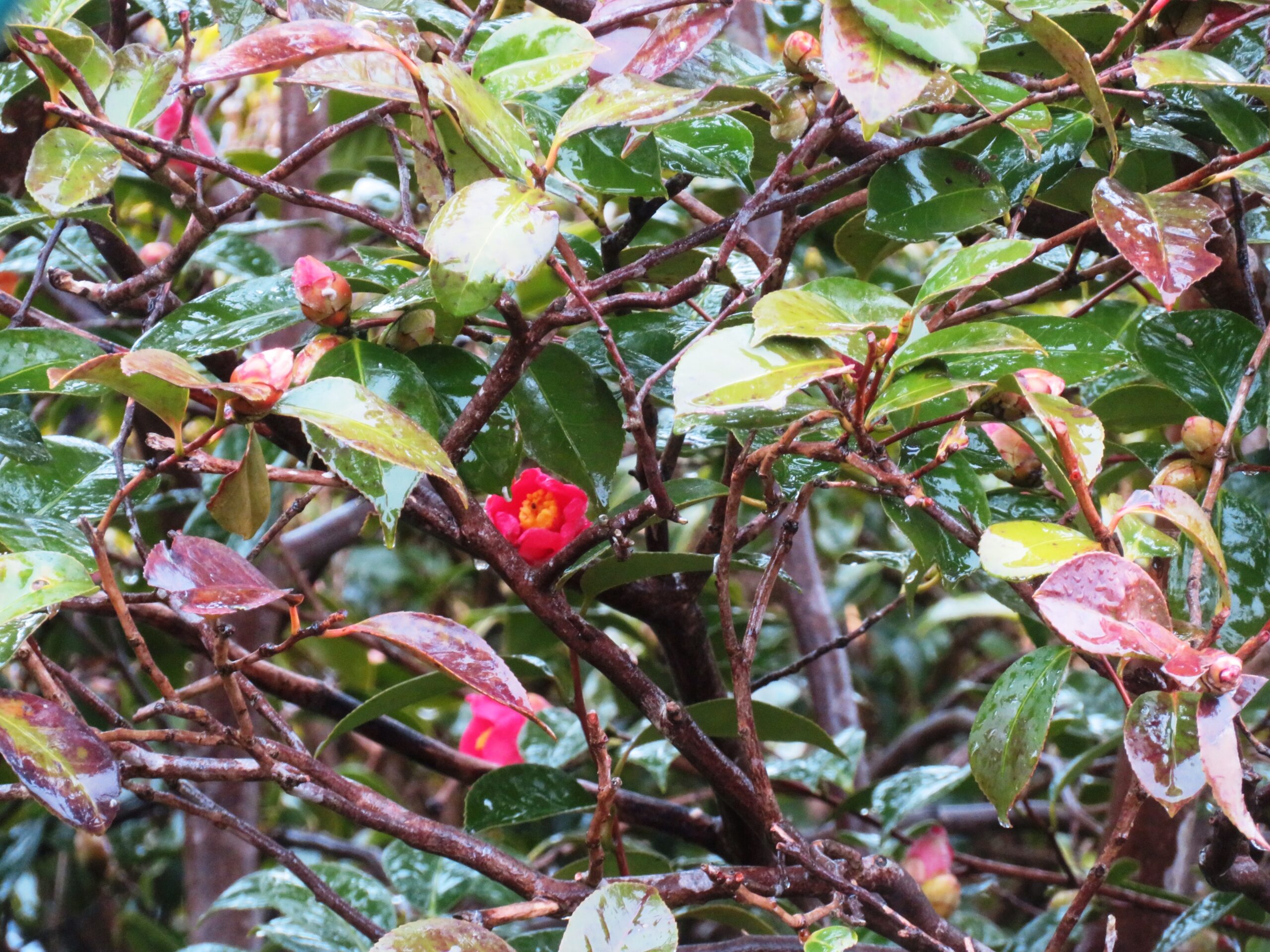 2月の雨と薮椿