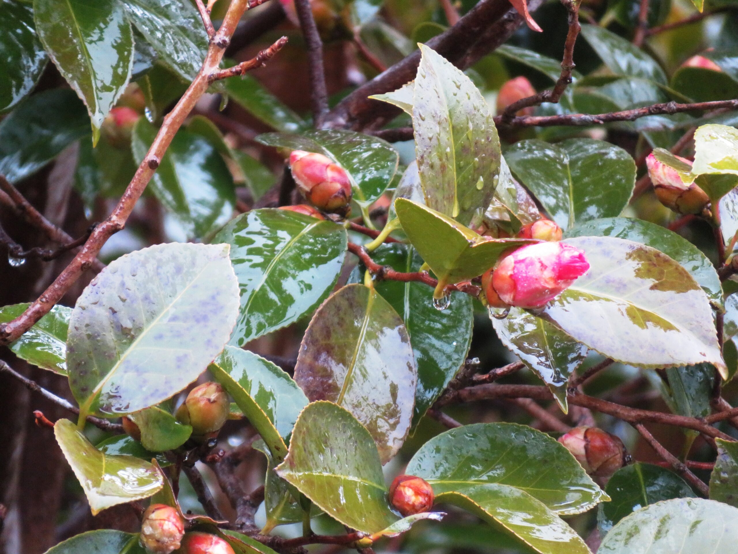 2月の雨と薮椿