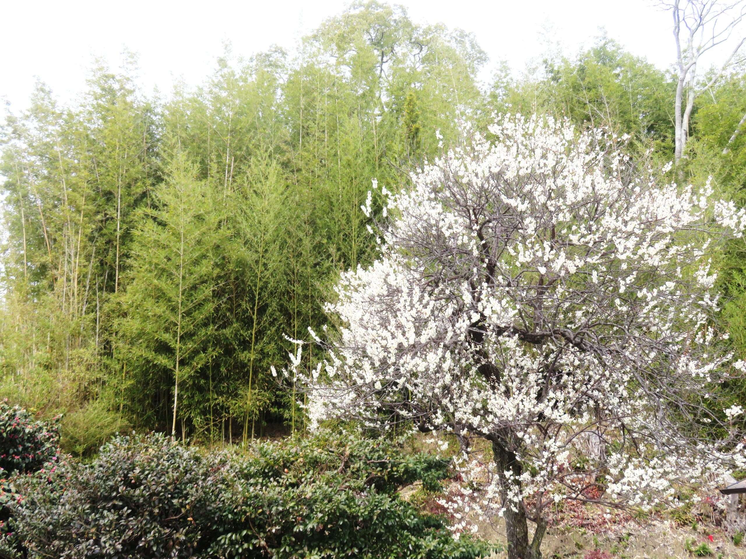 わが家の梅の古木