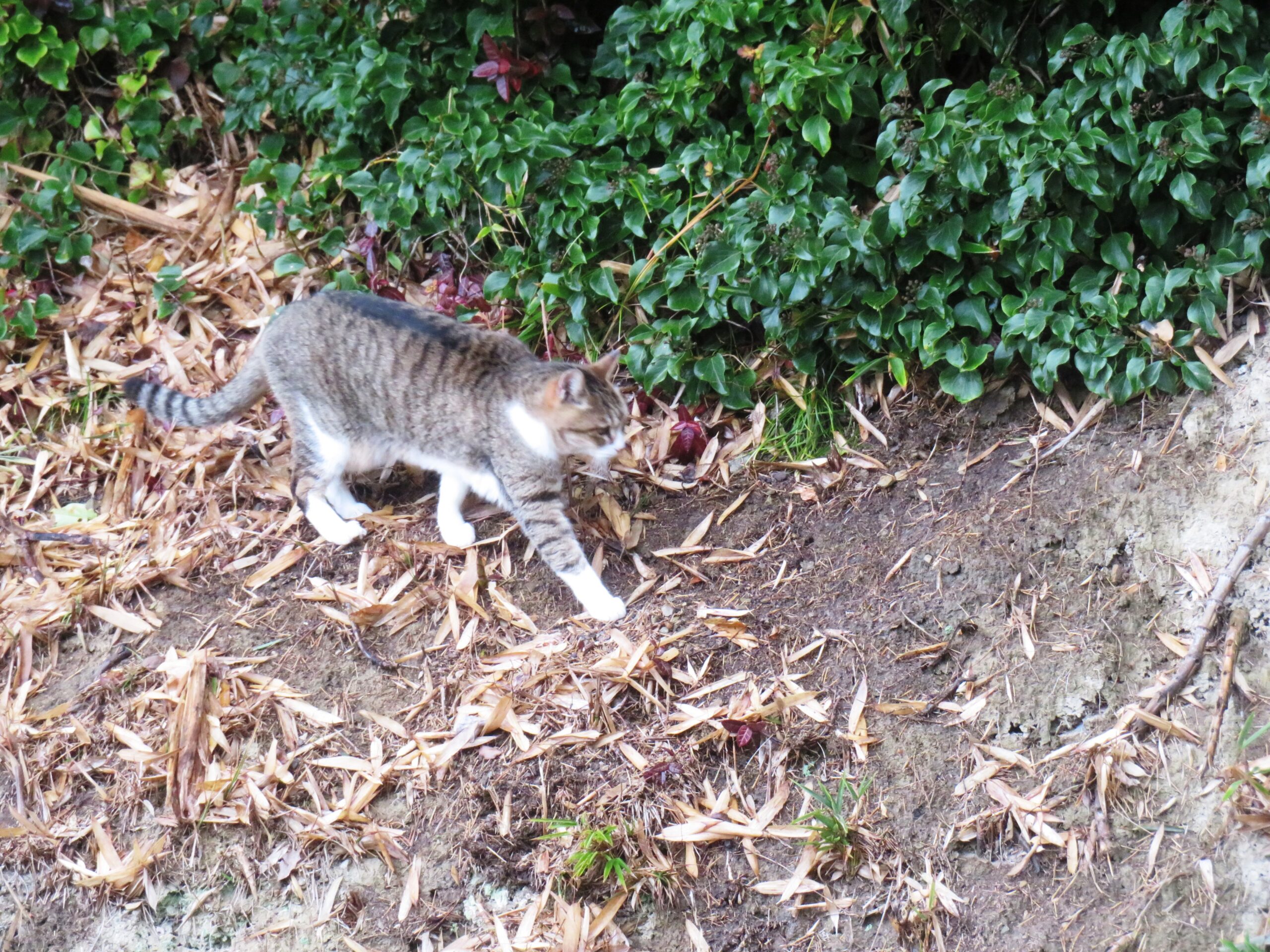ねこ、風太　巡回
