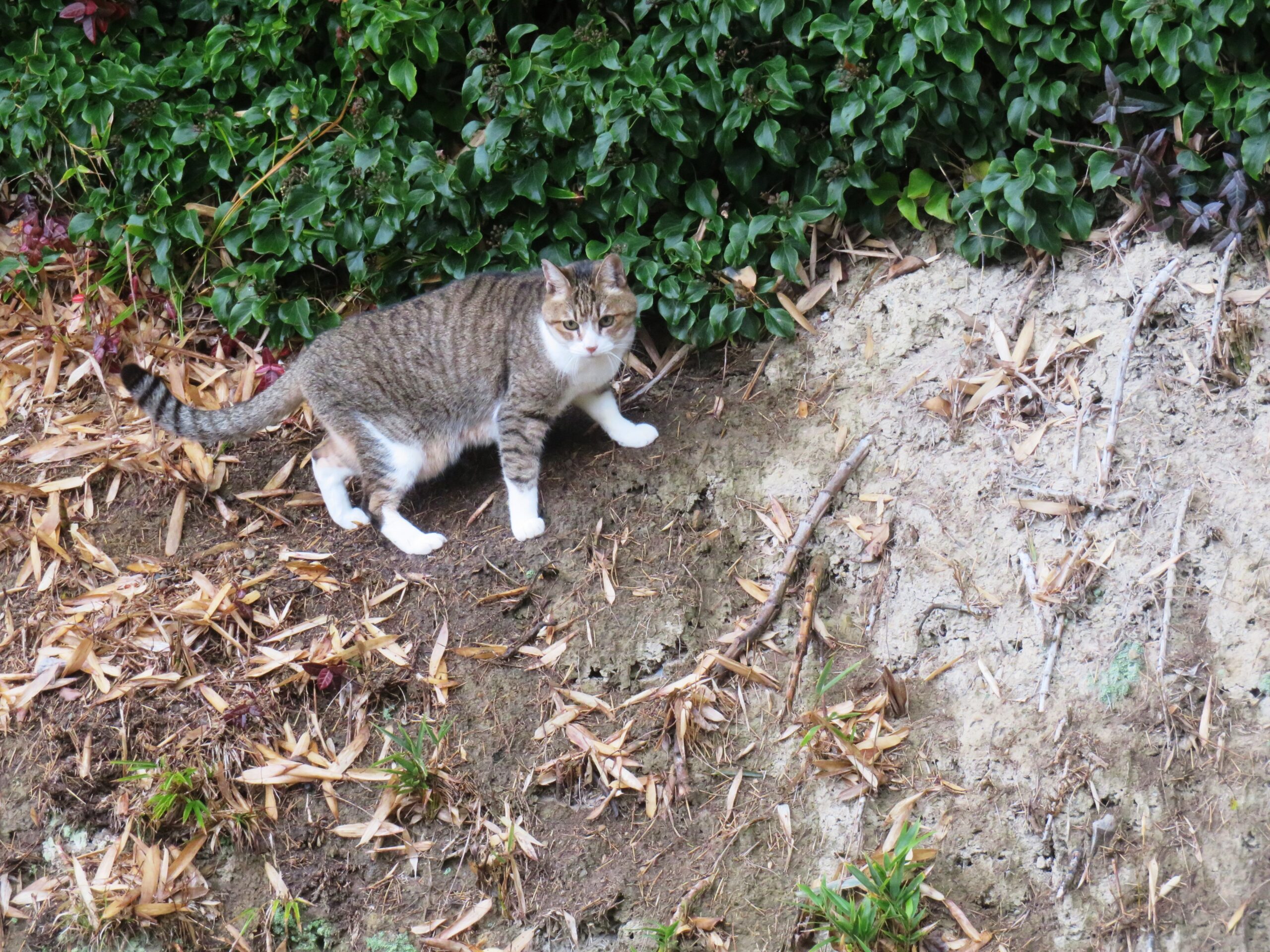 ねこ、風太　巡回