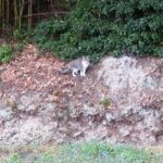 ねこ、風太　巡回