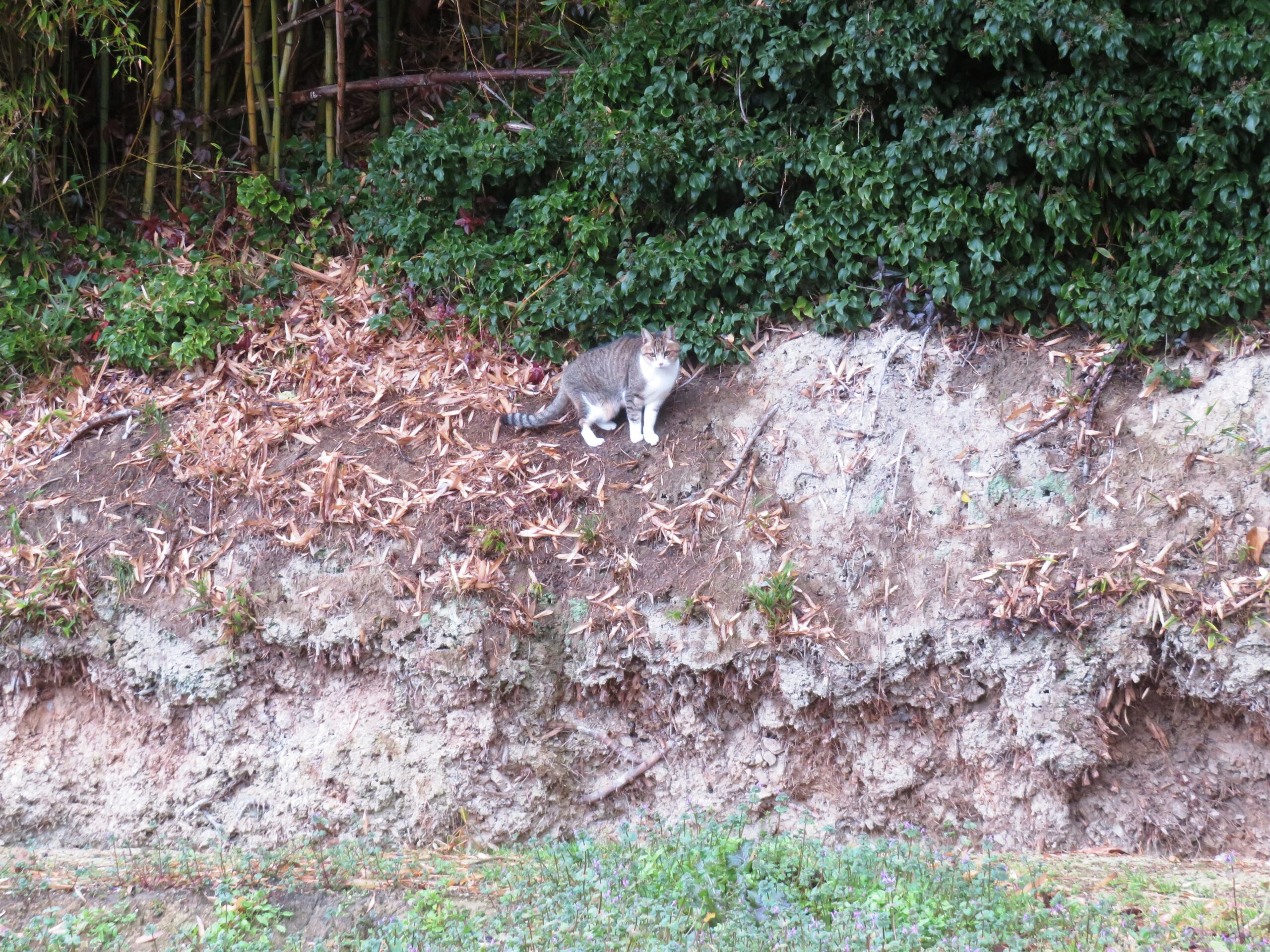 ねこ、風太　巡回