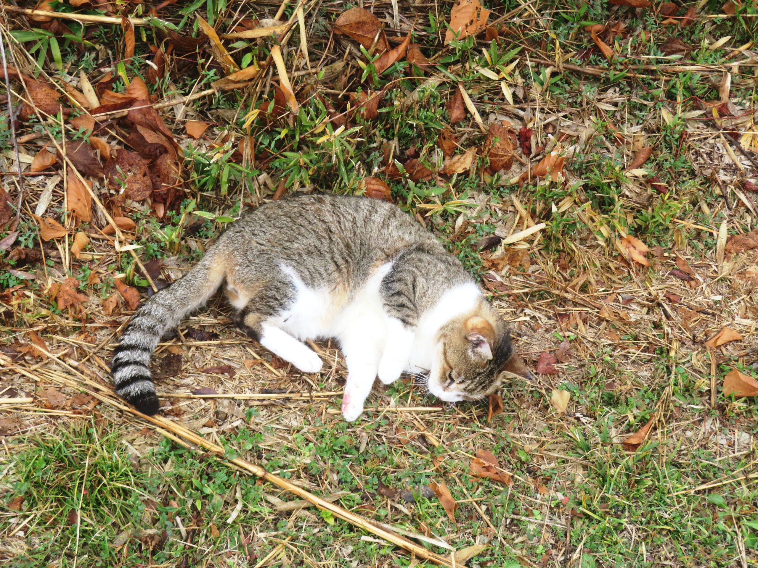 ねこ、風太　巡回