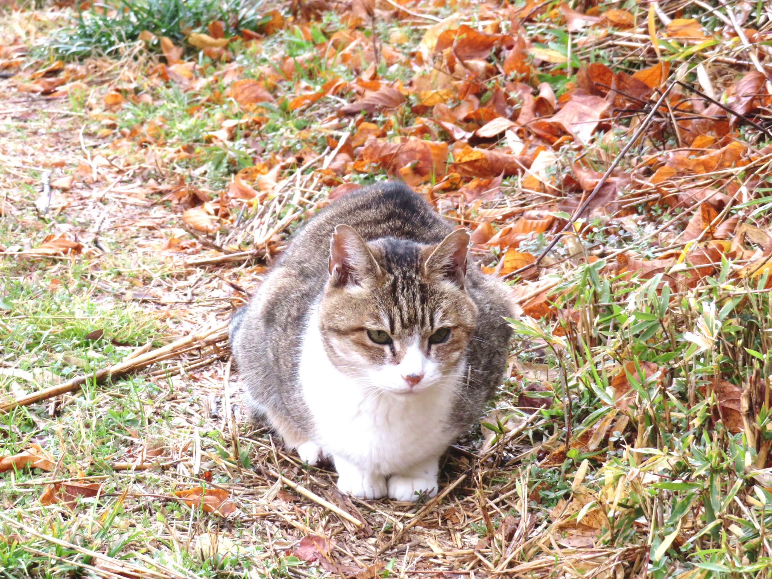 ねこ、風太　巡回