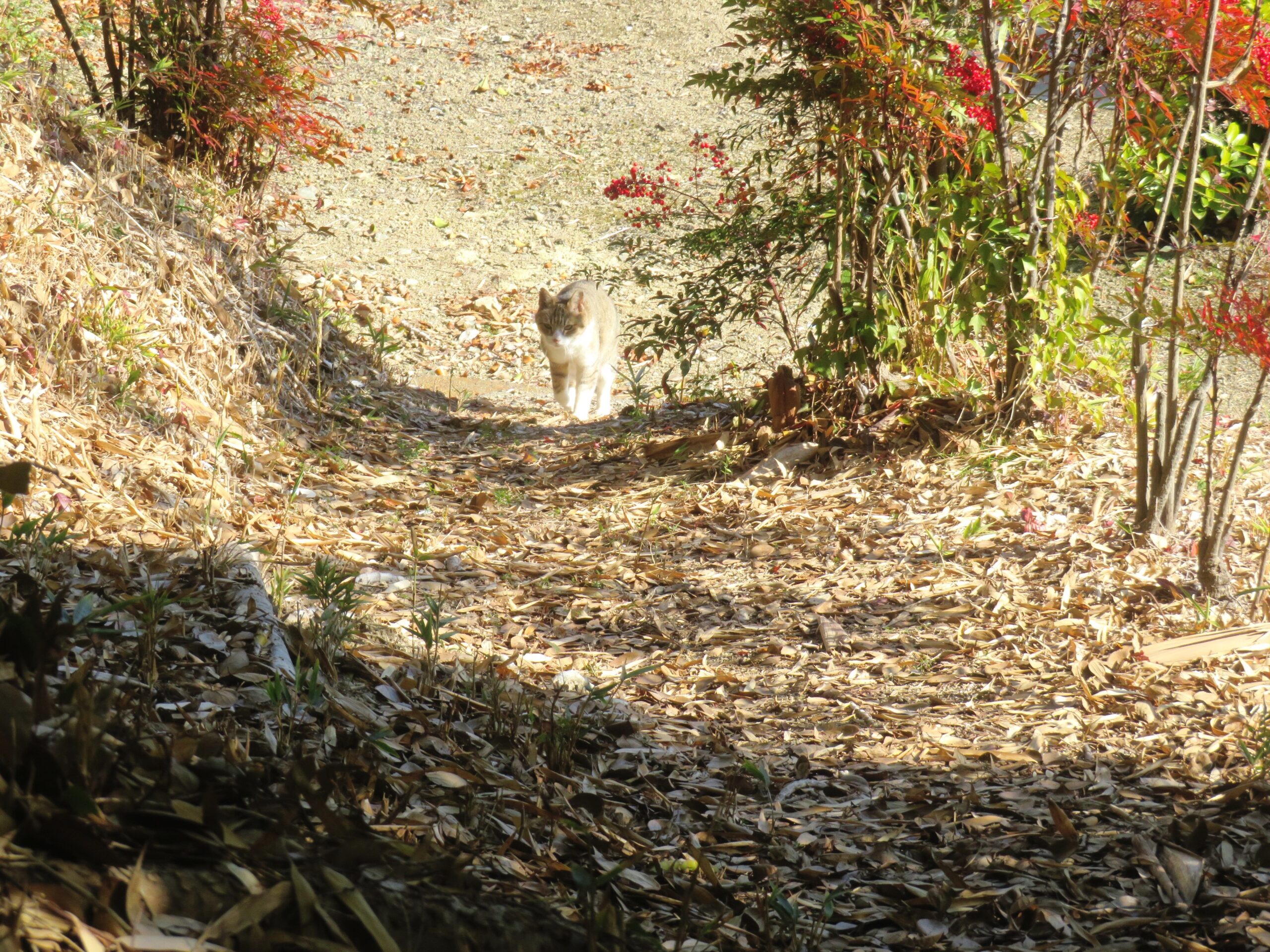 ねこ、風太　巡回