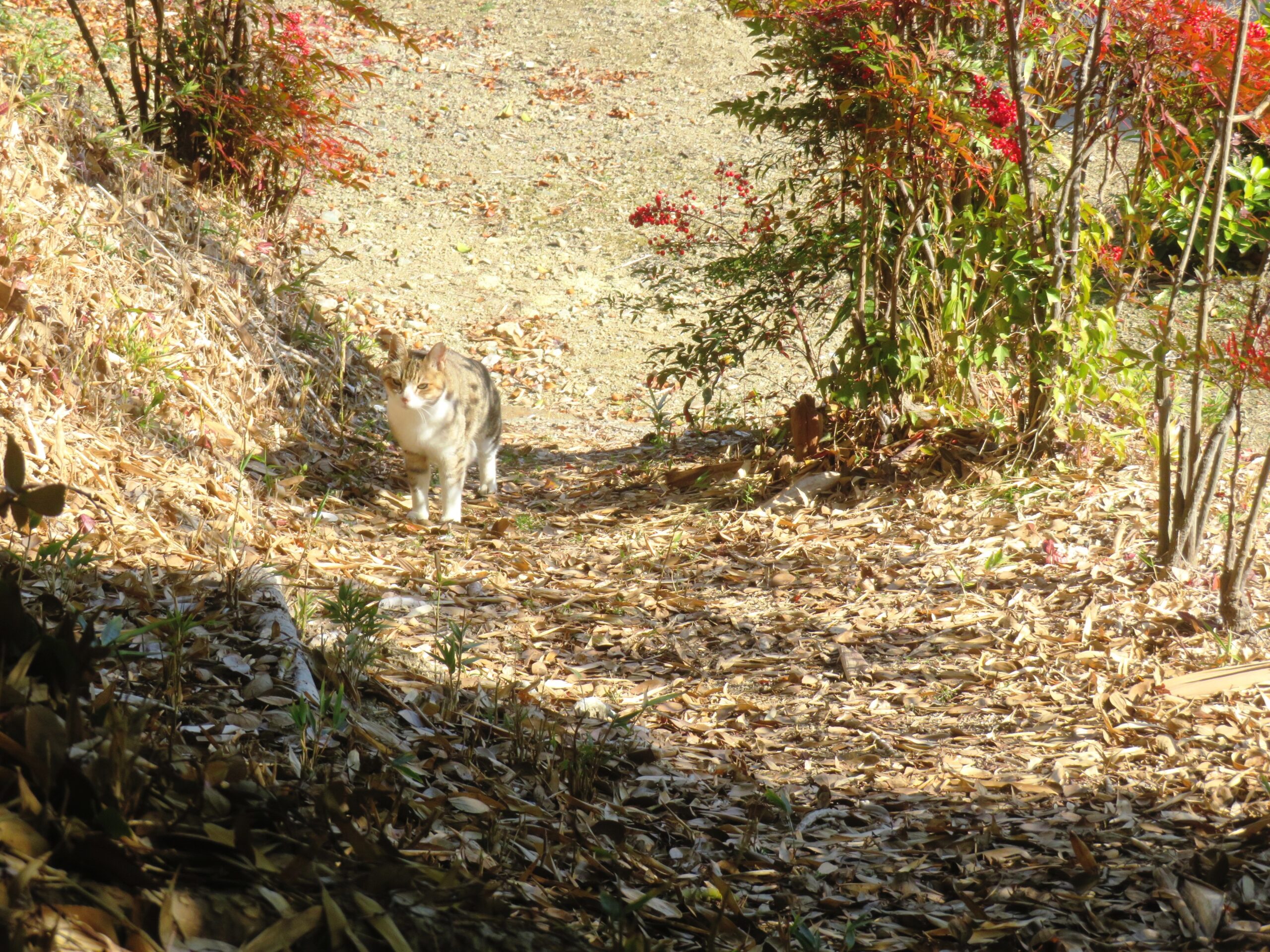 ねこ、風太　巡回