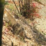 ねこ、風太　巡回