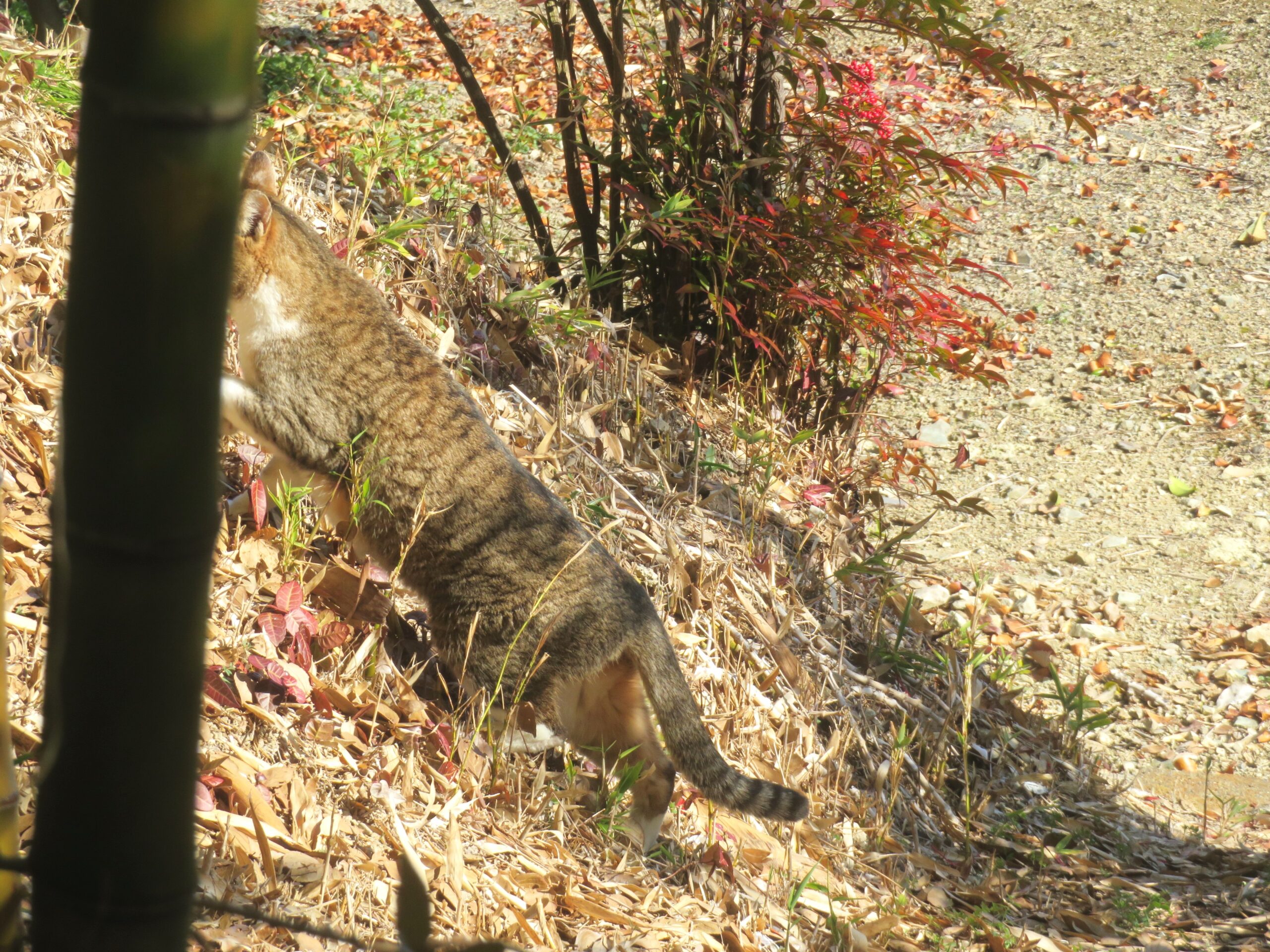 ねこ、風太　巡回