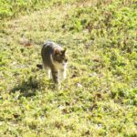 ねこ、風太　巡回