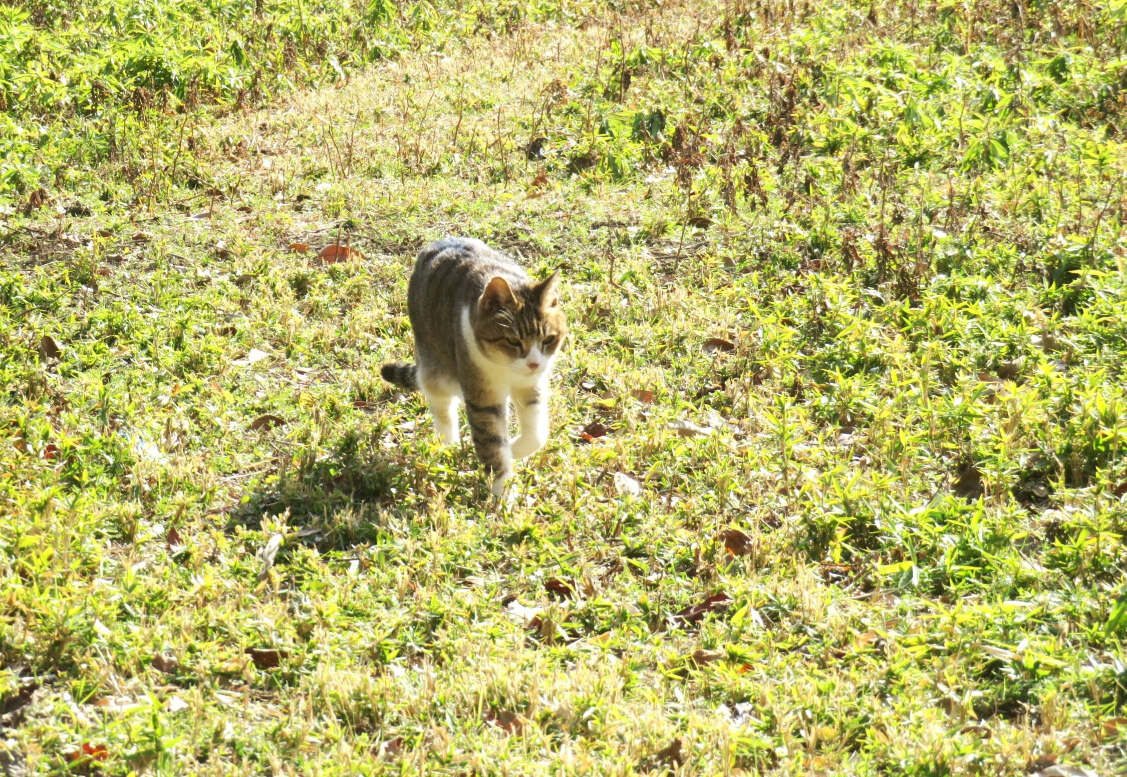 ねこ、風太 巡回