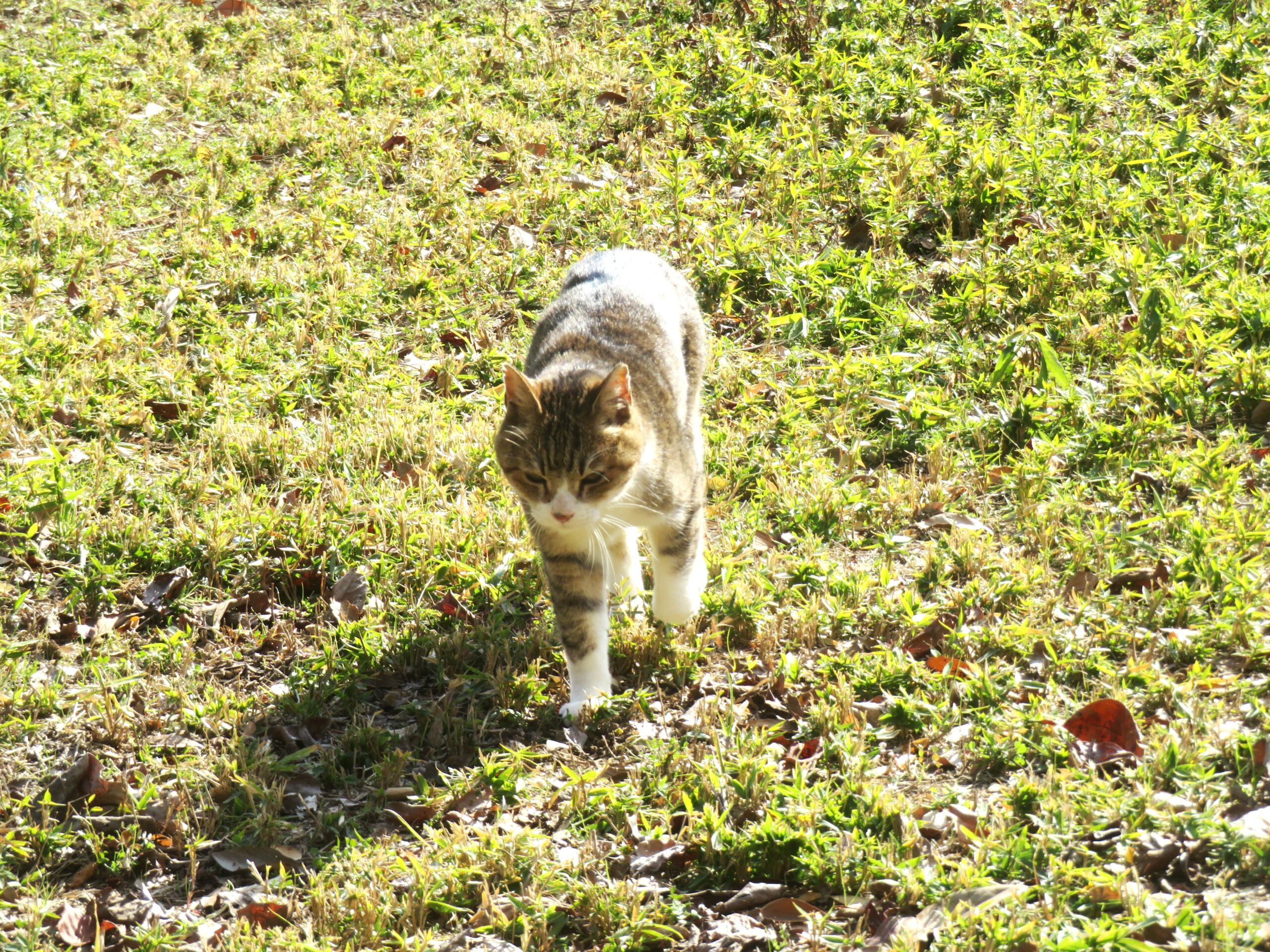 ねこ、風太 巡回