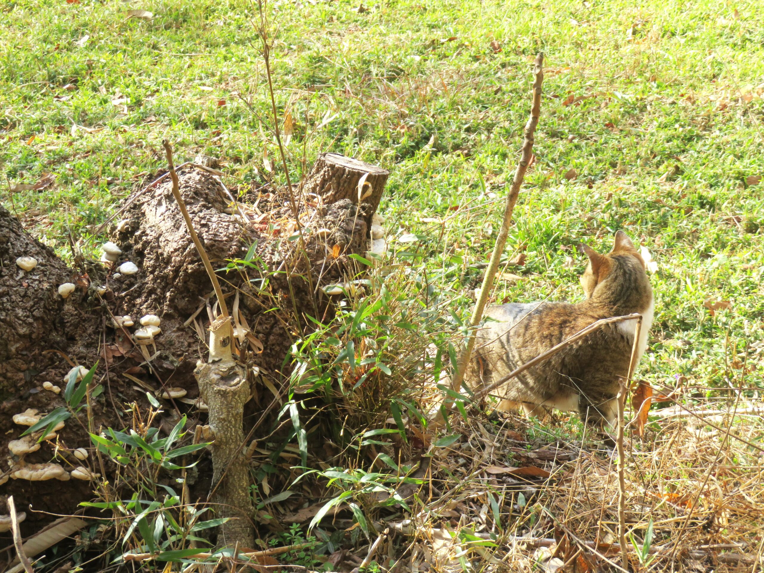 ねこ、風太　巡回