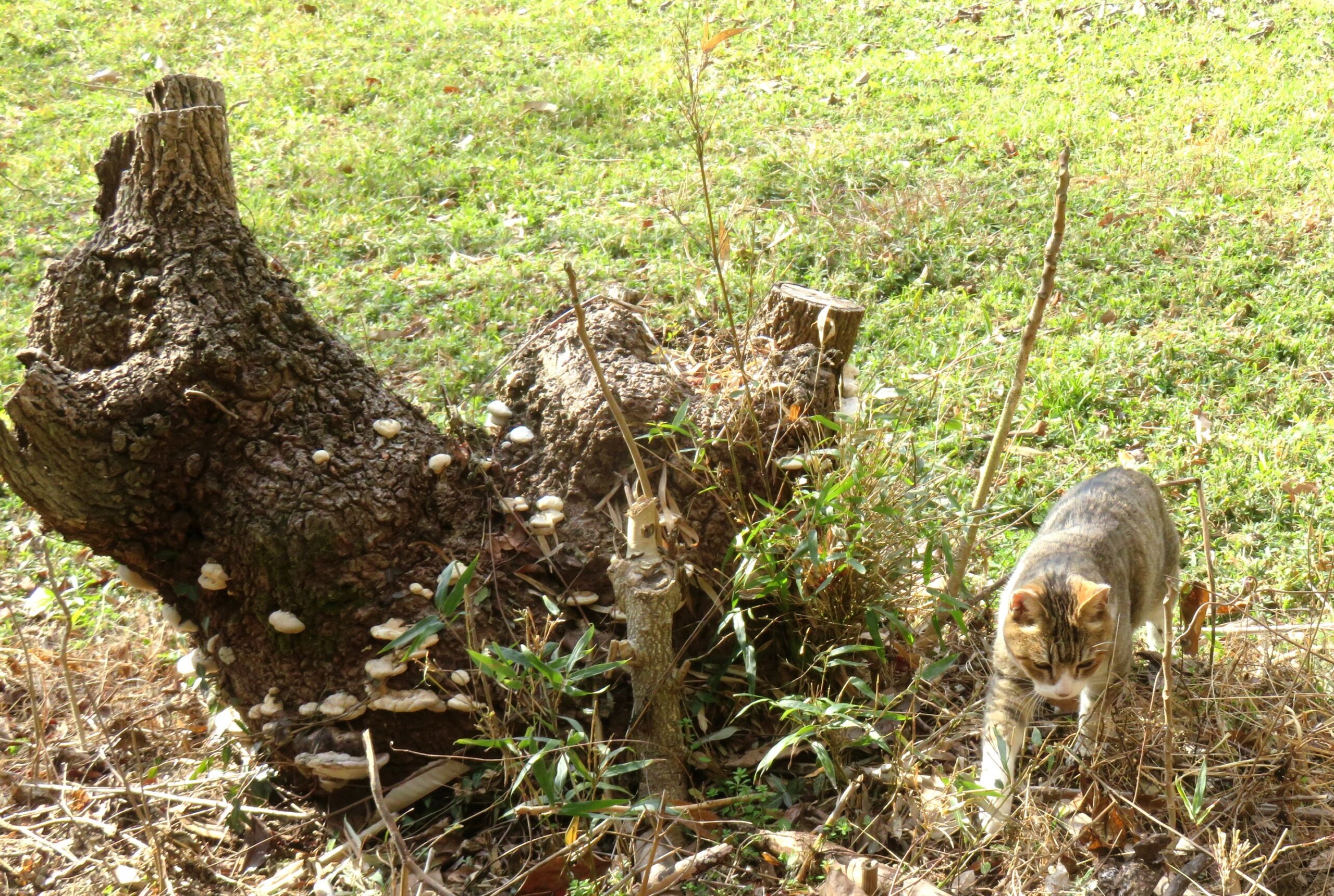 ねこ、風太　巡回