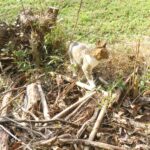 ねこ、風太　巡回