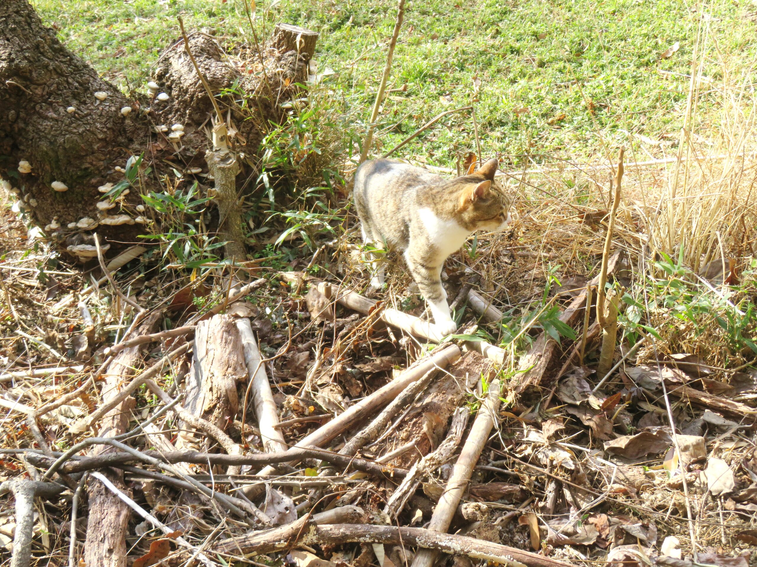 ねこ、風太　巡回