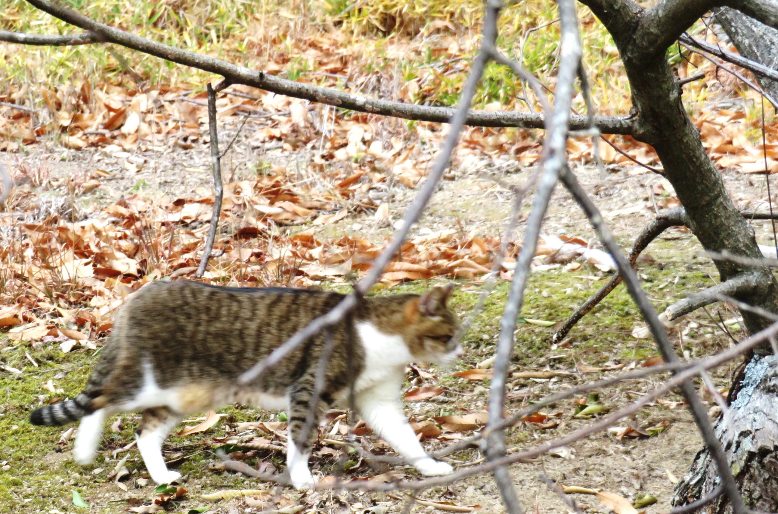 ねこ、風太　巡回