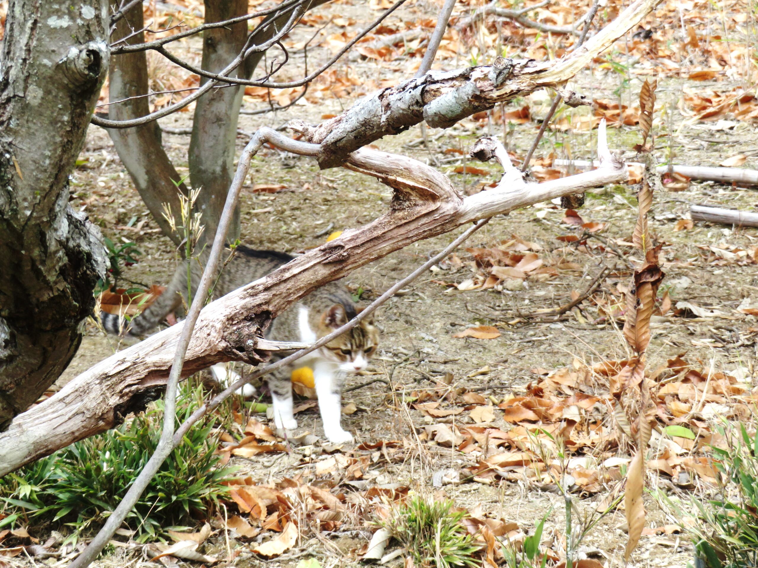 ねこ、風太　巡回