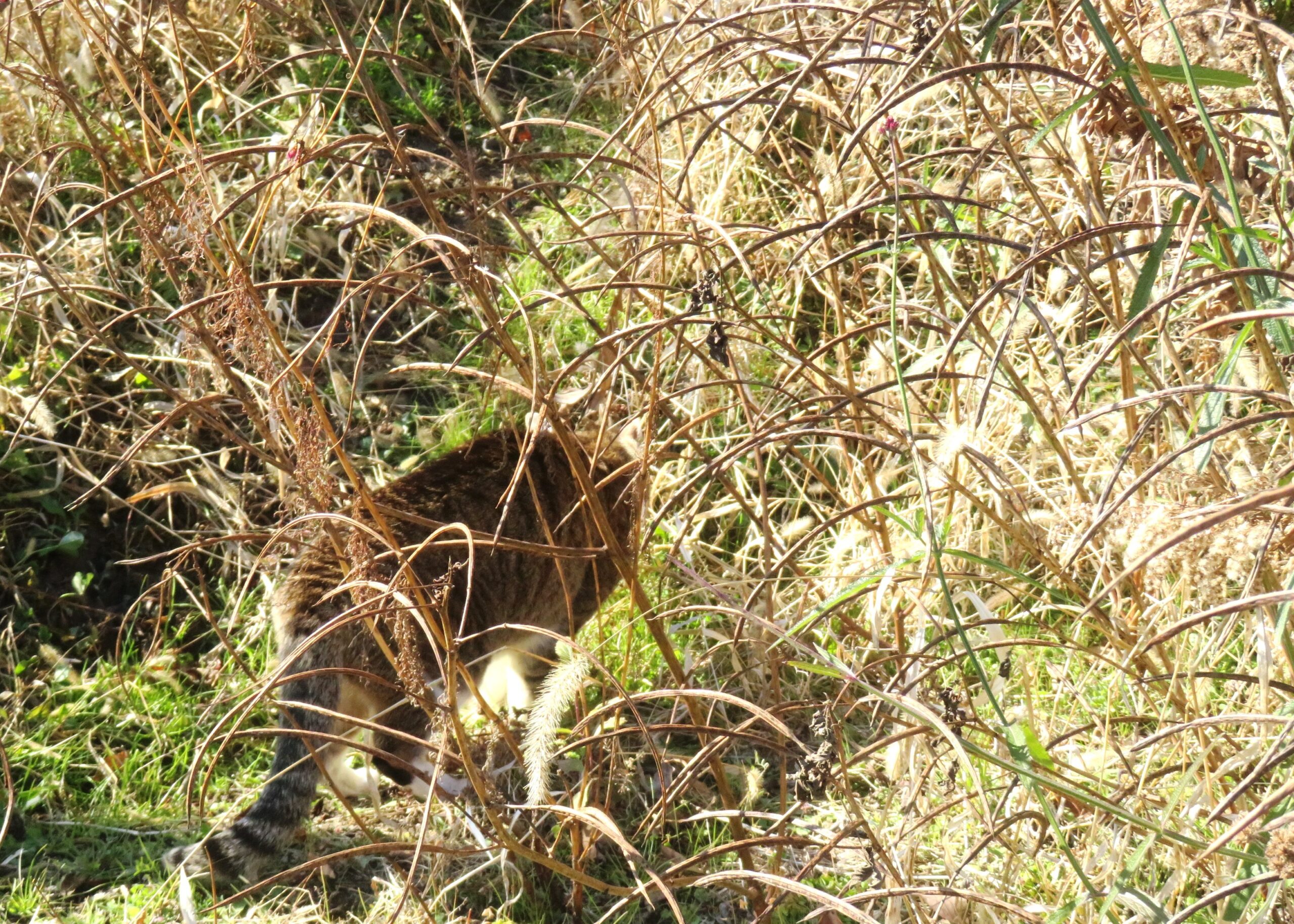 ねこ、風太　巡回