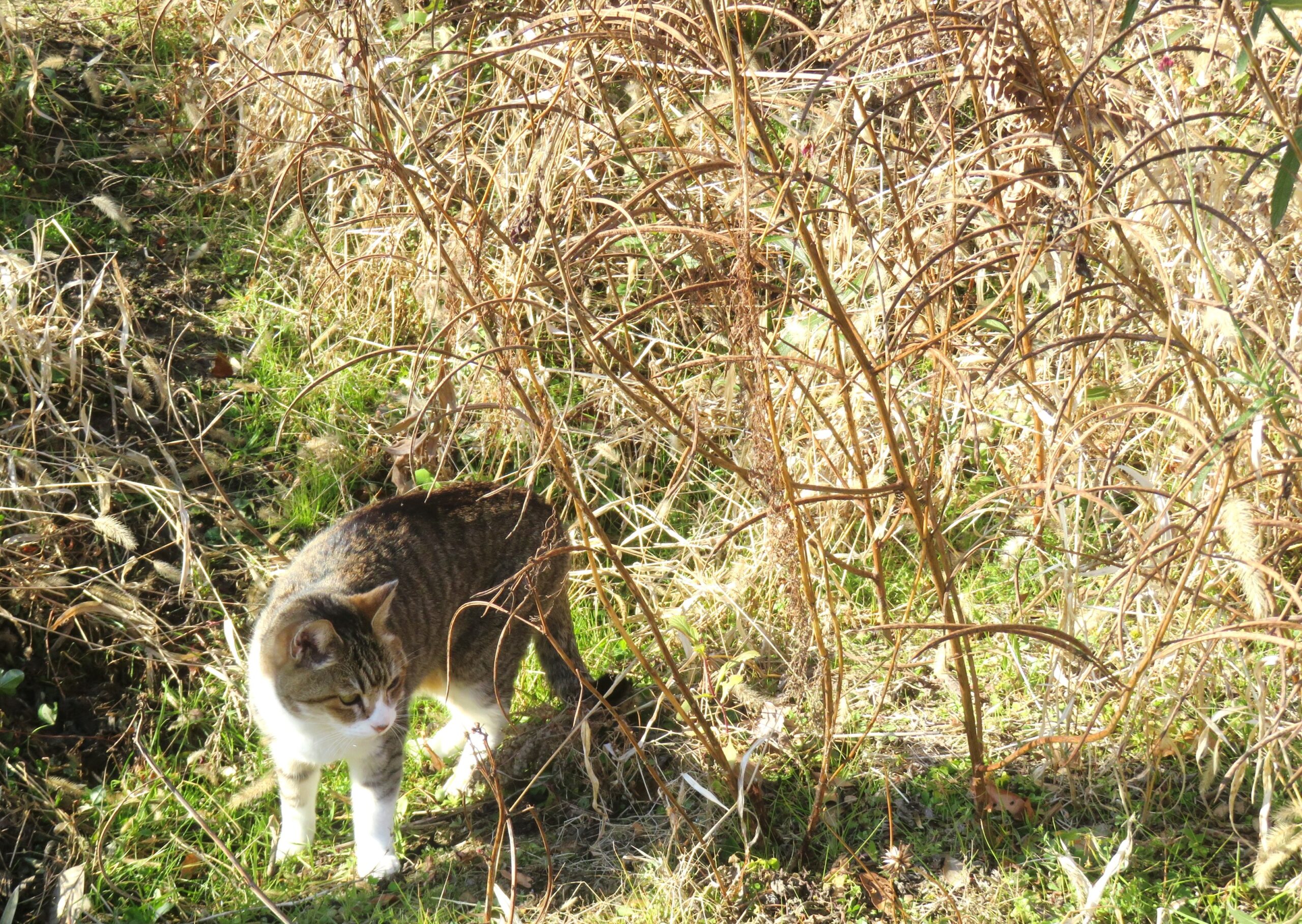 ねこ、風太　巡回