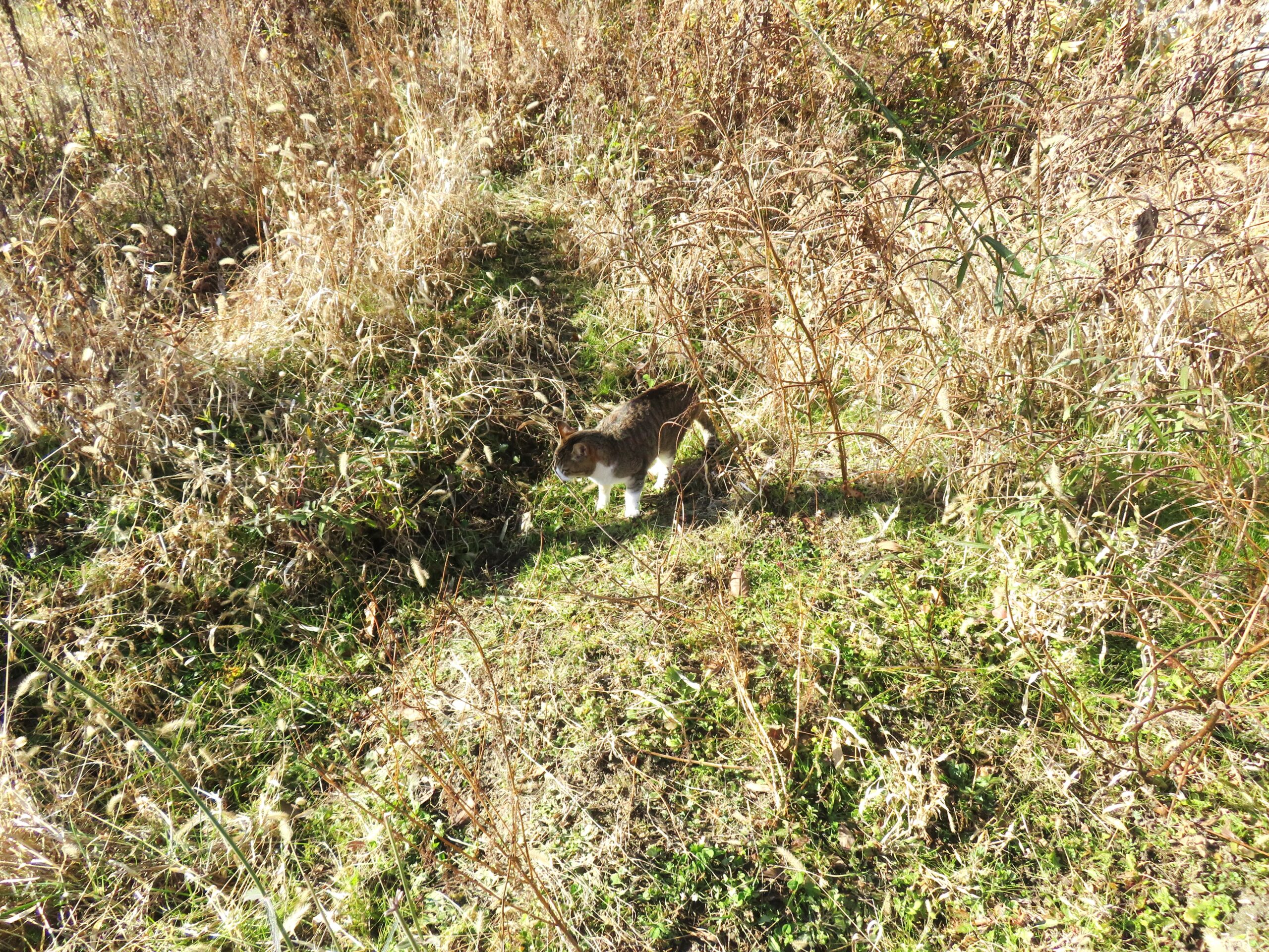 ねこ、風太　巡回