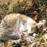 ねこ、風太　ゴロゴロ