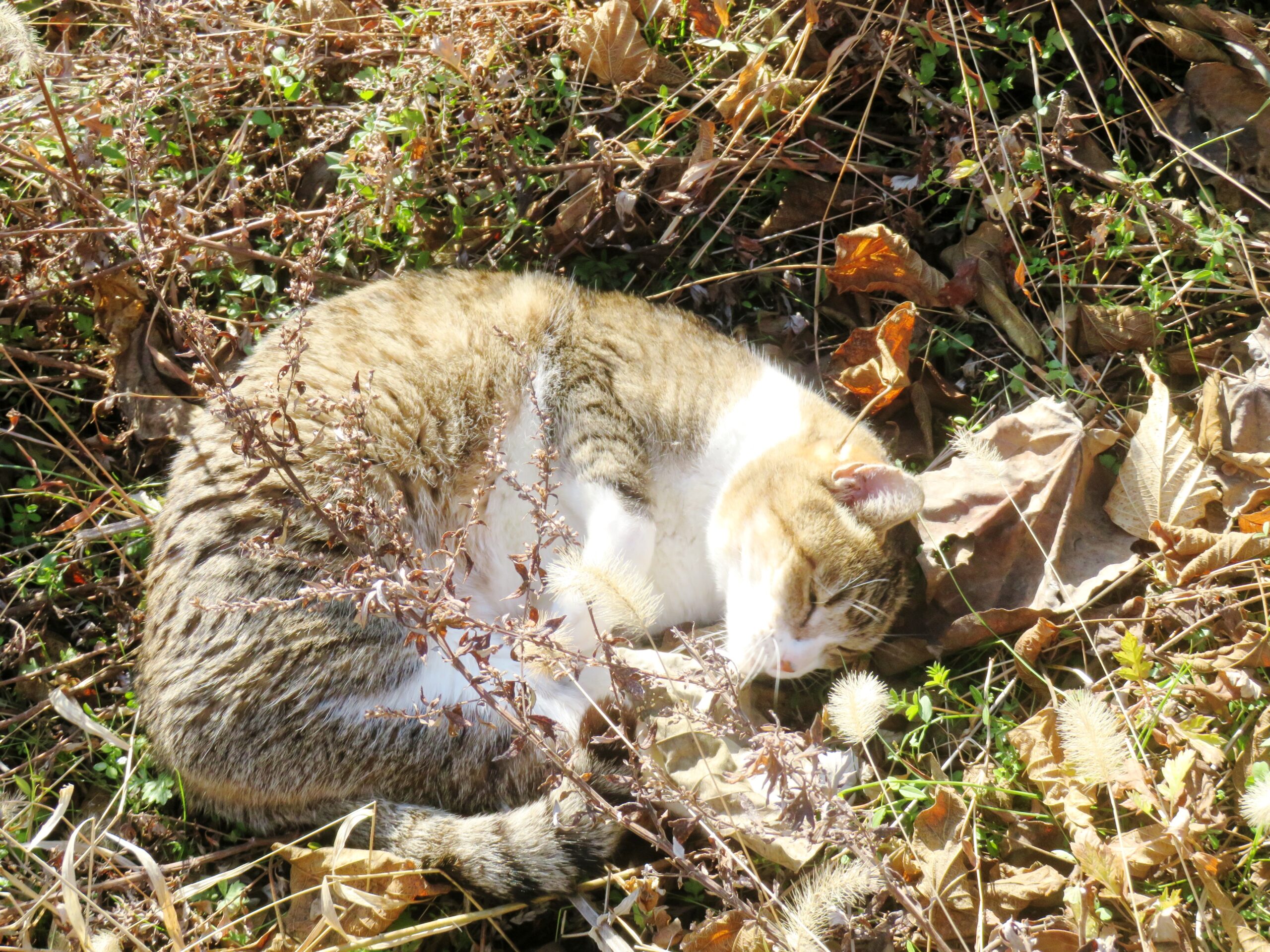 ねこ、風太 ゴロゴロ