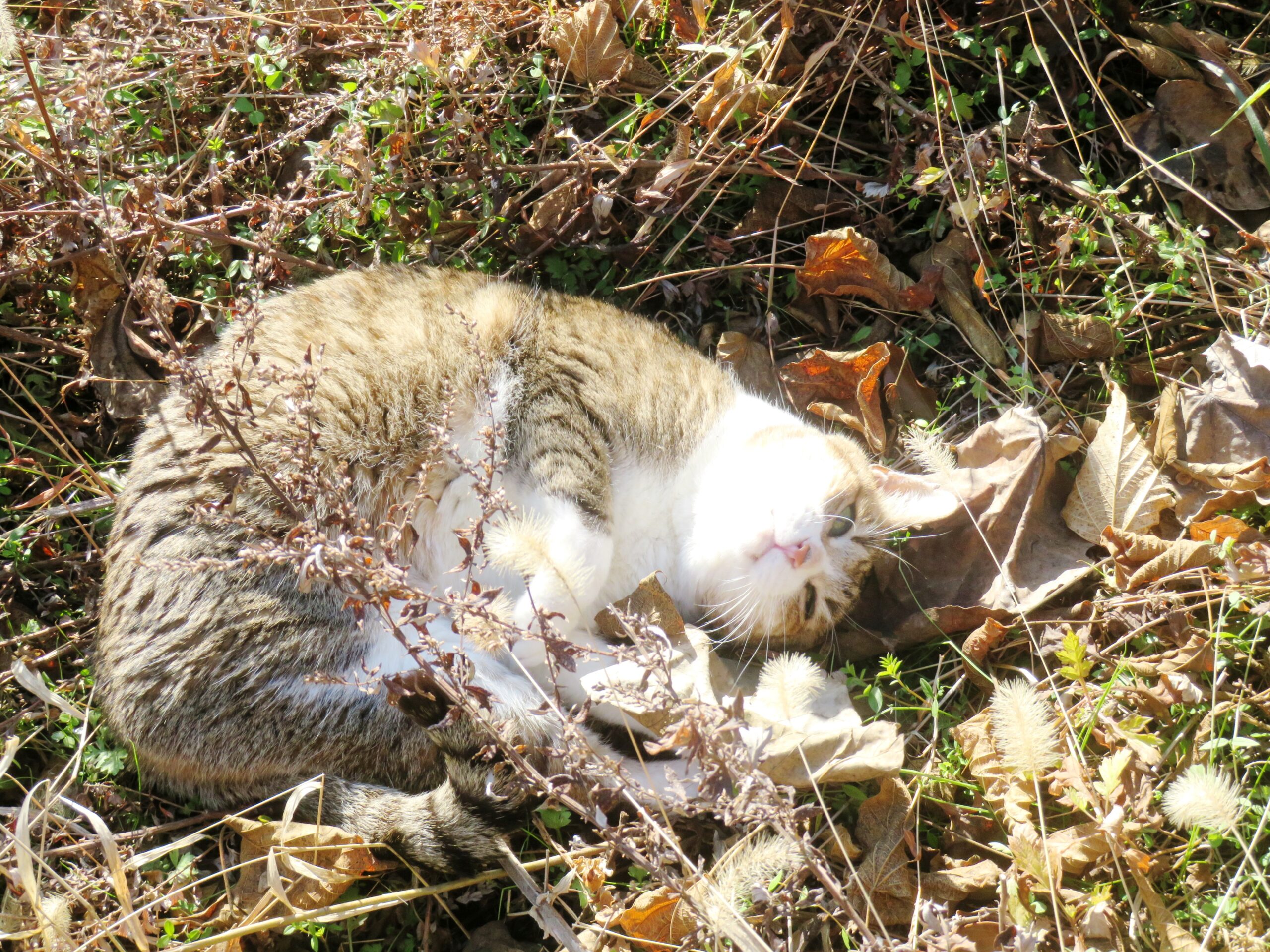 ねこ、風太 ゴロゴロ